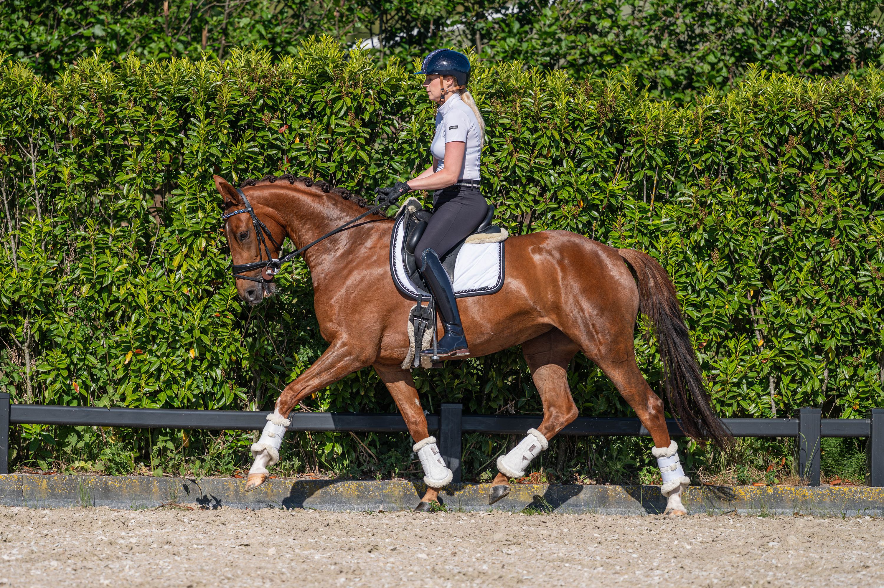 kwpn dressuurpaard merrie 4 Jahre alt vos zu verkaufen - Foto 3