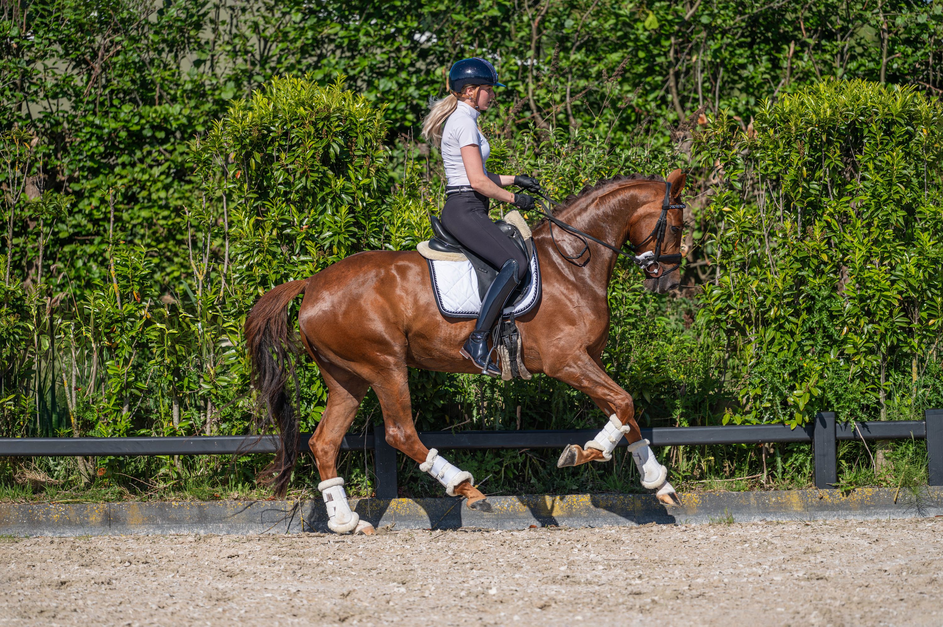 kwpn dressuurpaard merrie 4 Jahre alt vos zu verkaufen - Foto 4
