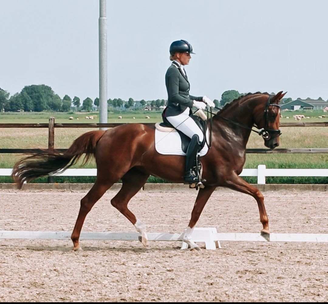 kwpn dressuurpaard merrie 4 Jahre alt vos zu verkaufen - Foto 5