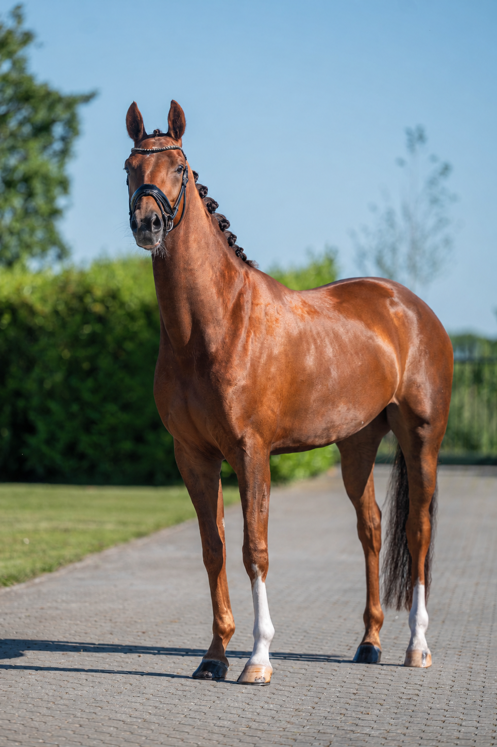 kwpn dressuurpaard merrie 4 Jahre alt vos zu verkaufen - Foto 2