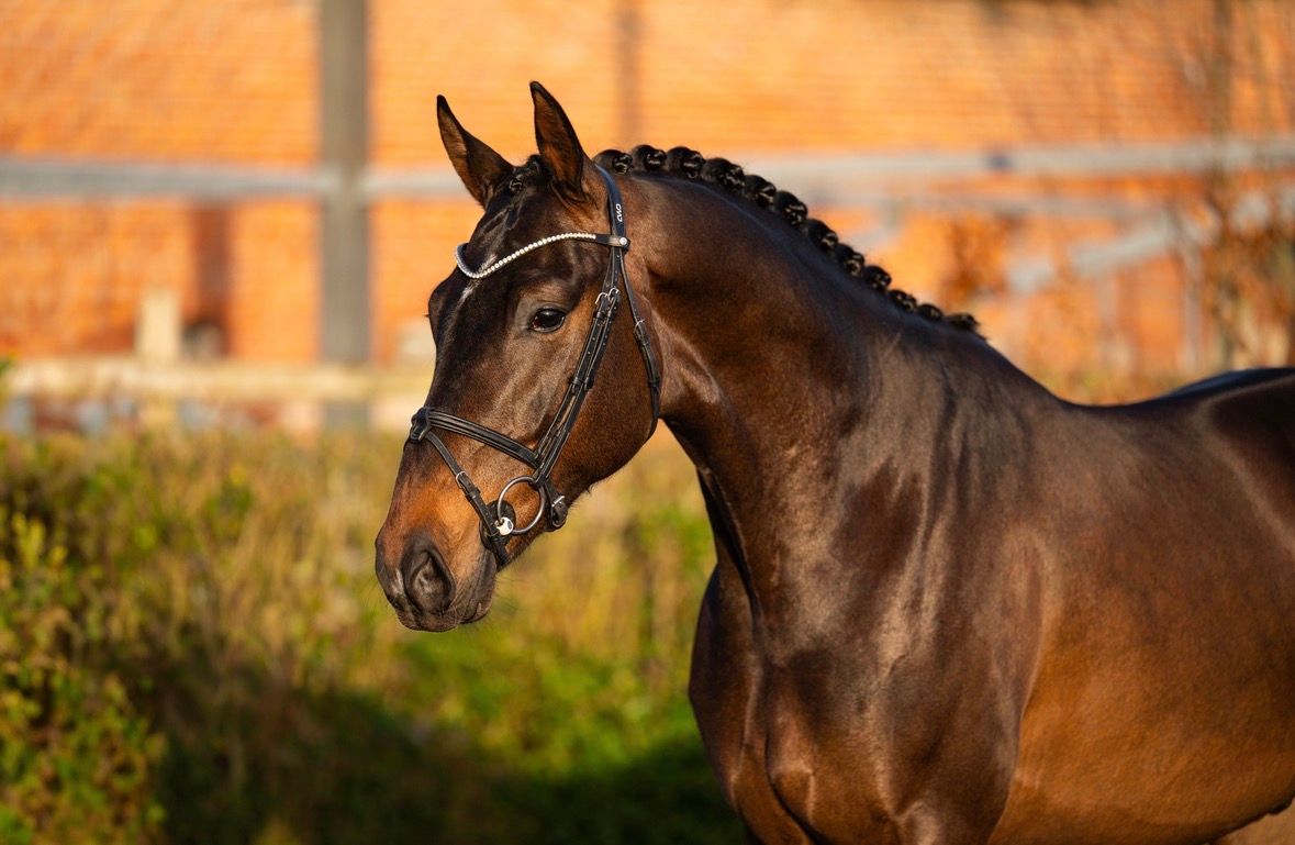 将来有望な4歳KWPNセン馬（Livius x San Remo）
