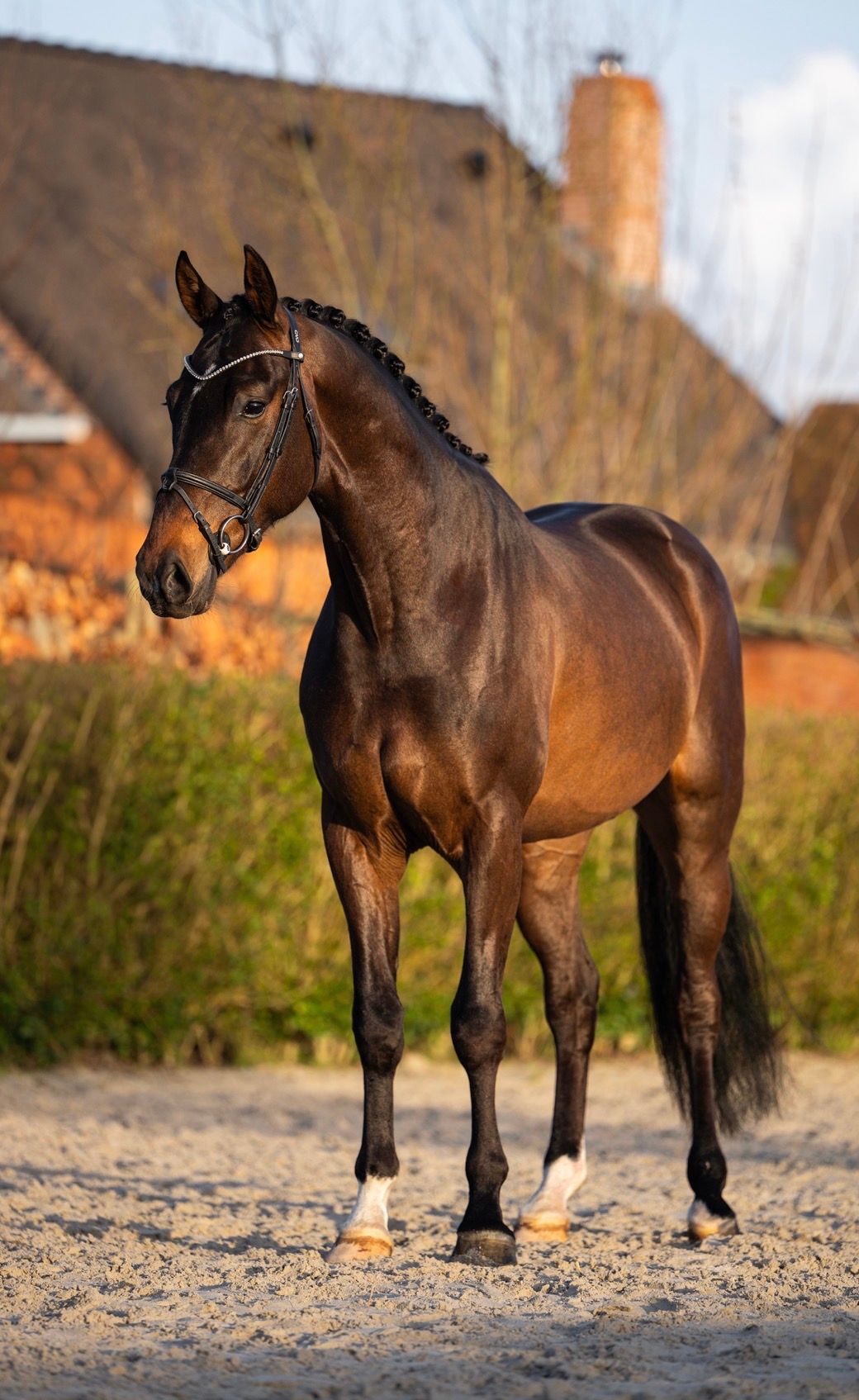 KWPN dressuurpaard ruin 4 years old donkerbruin for sale - Photo 3