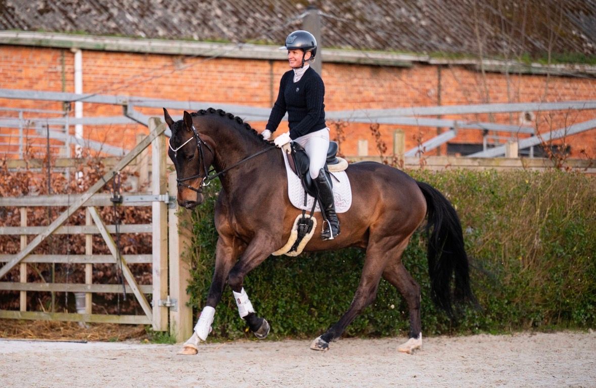 KWPN dressuurpaard ruin 4 years old donkerbruin for sale - Photo 4