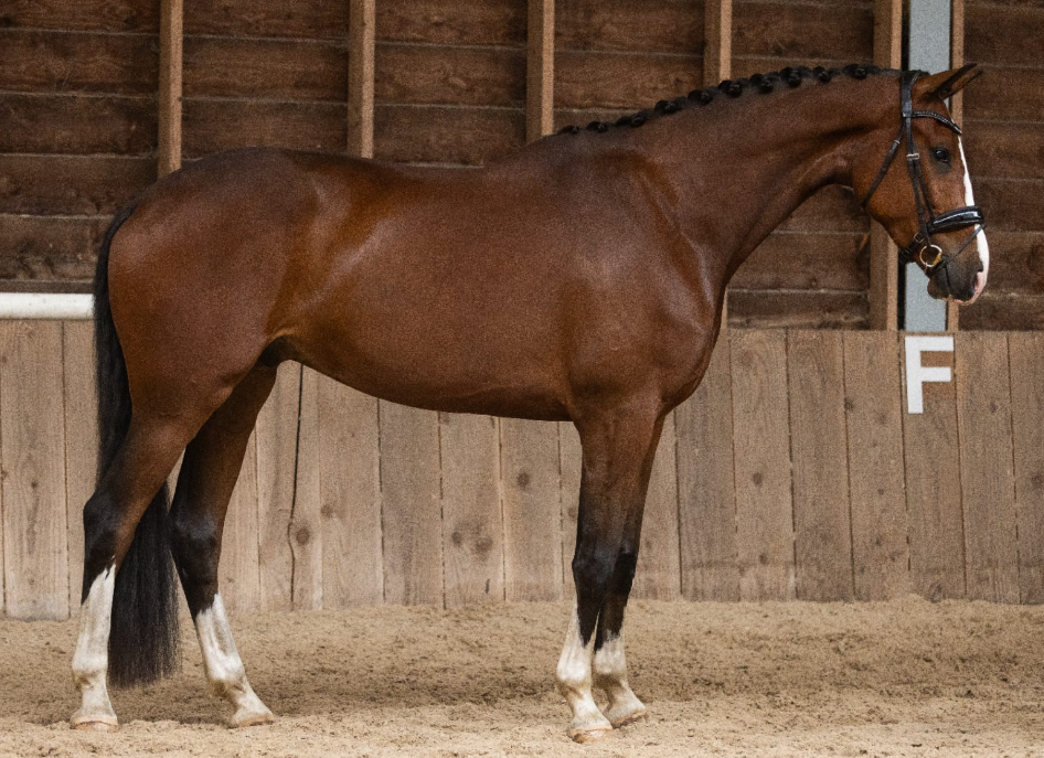 kwpn dressuurpaard ruin 4 år kastanje till salu - Foto 2