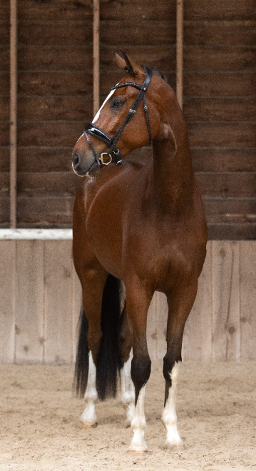 kwpn dressuurpaard ruin 4 år kastanje till salu - Foto 3