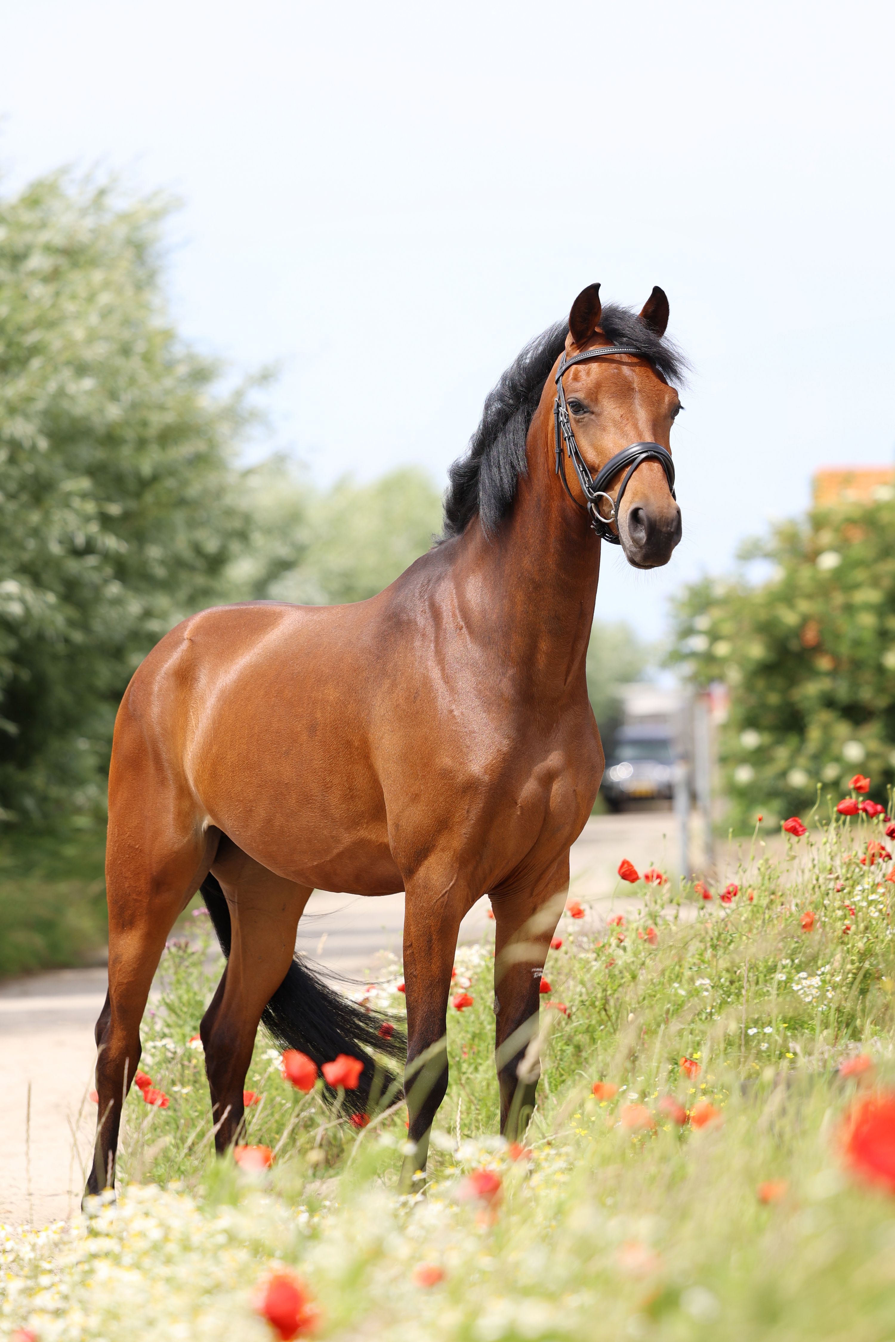 kwpn dressuurpony merrie 3 Jahre alt bruin zu verkaufen - Foto 2