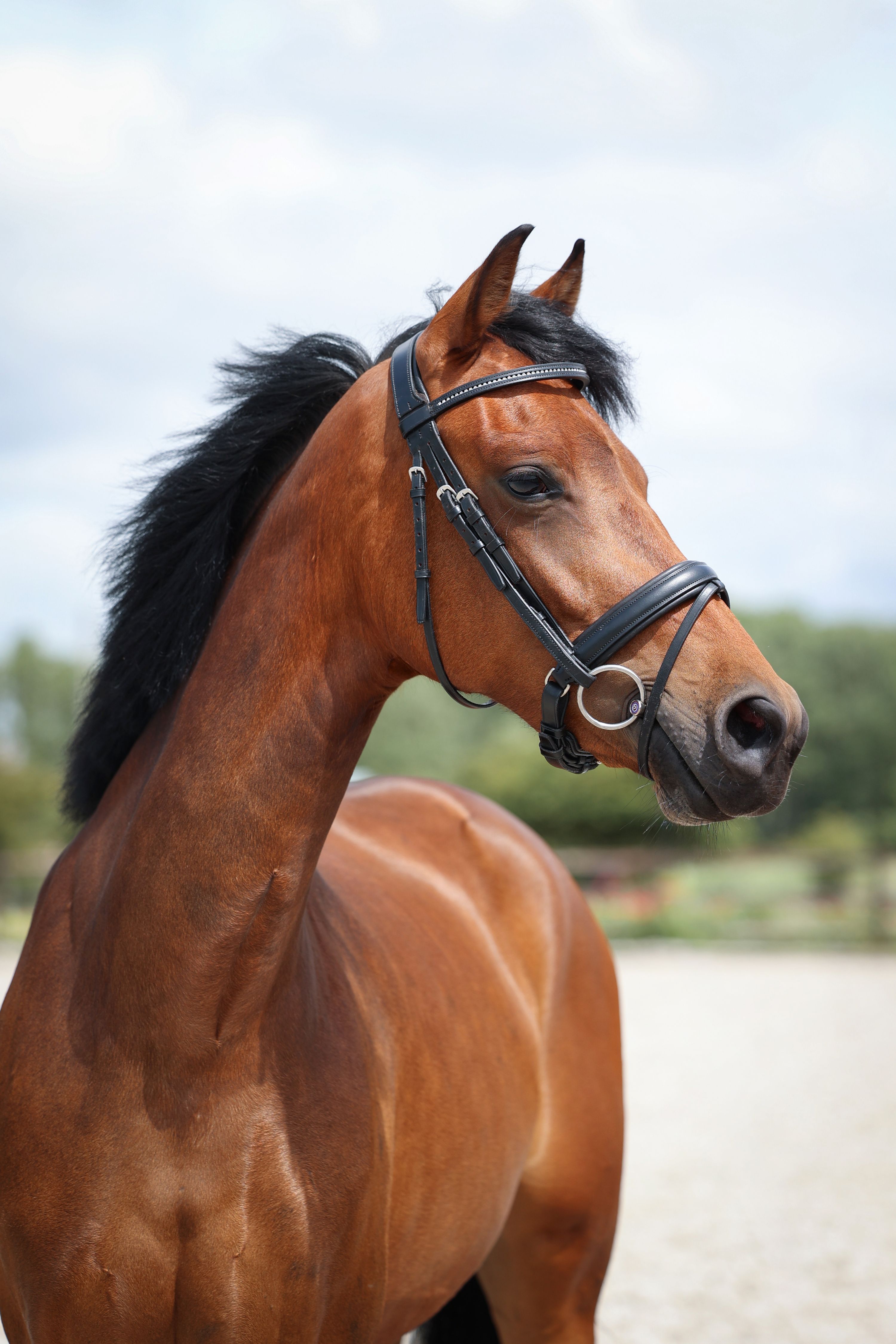 kwpn dressuurpony merrie 3 Jahre alt bruin zu verkaufen - Foto 3