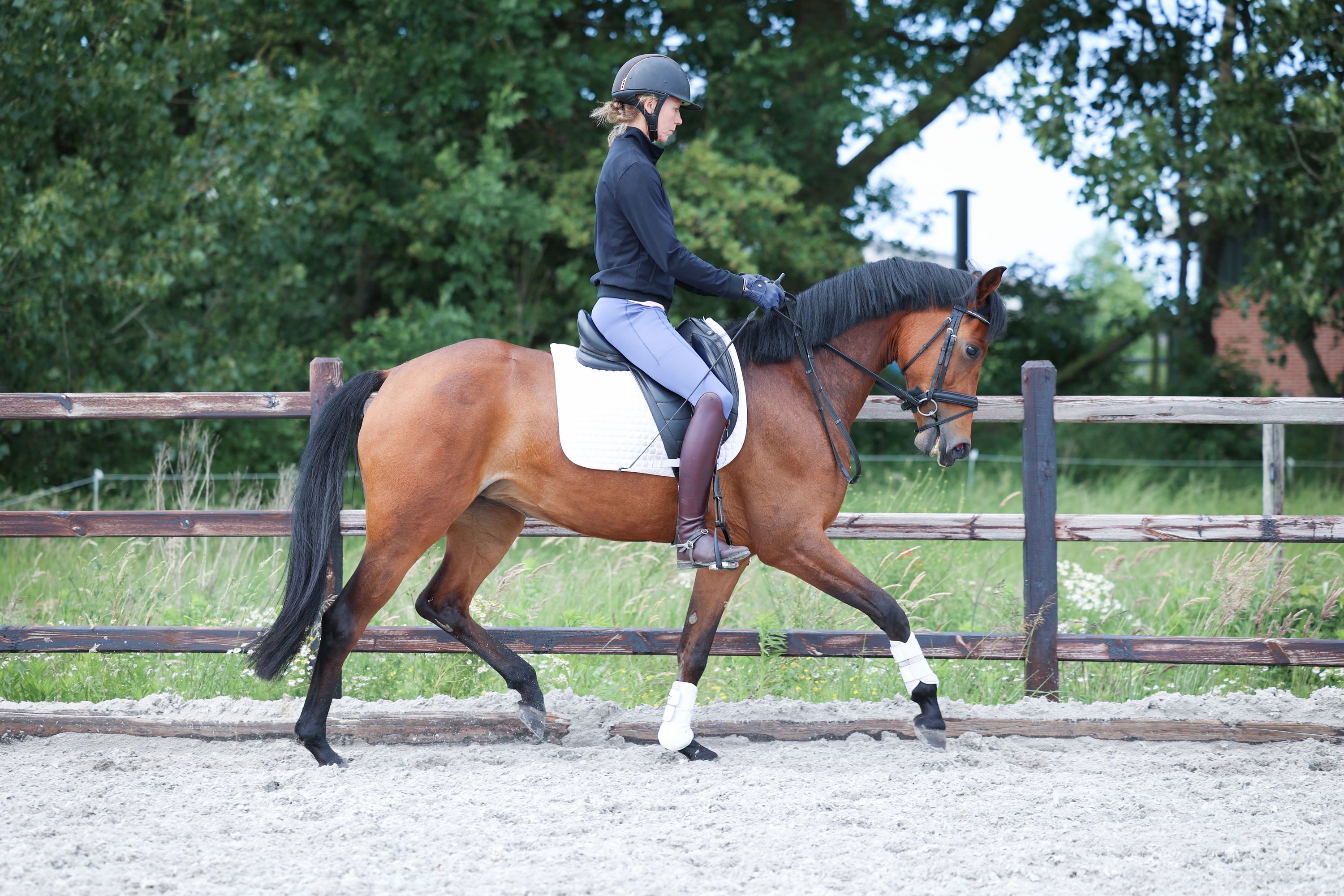 kwpn dressuurpony merrie 3 Jahre alt bruin zu verkaufen - Foto 4