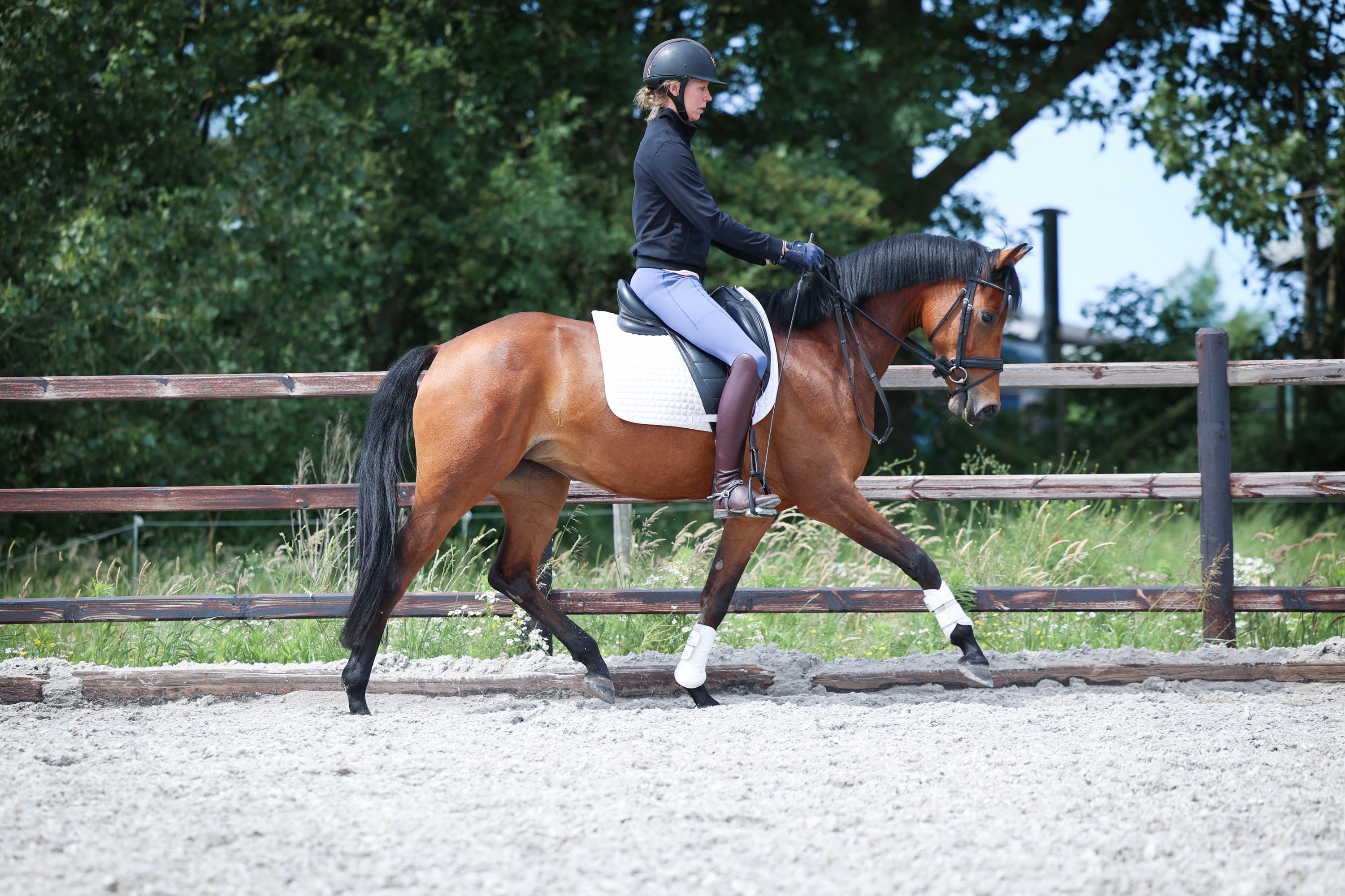 kwpn dressuurpony merrie 3 Jahre alt bruin zu verkaufen - Foto 5