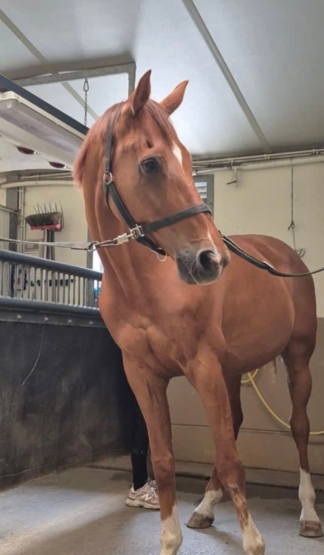 kwpn dressuurpaard ruin 17 years old vos for sale - Photo 3