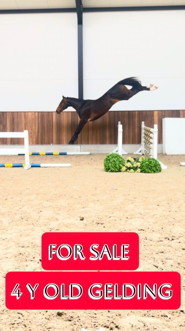 4yo gelding with superb jumping talent