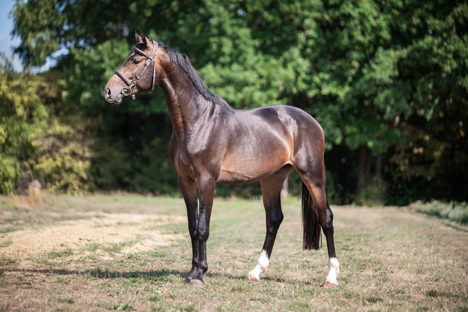 zangersheide springpaard ruin 4 years old donkerbruin for sale - Photo 3