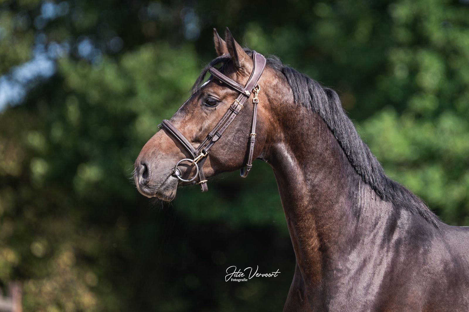 zangersheide springpaard ruin 4 years old donkerbruin for sale - Photo 2