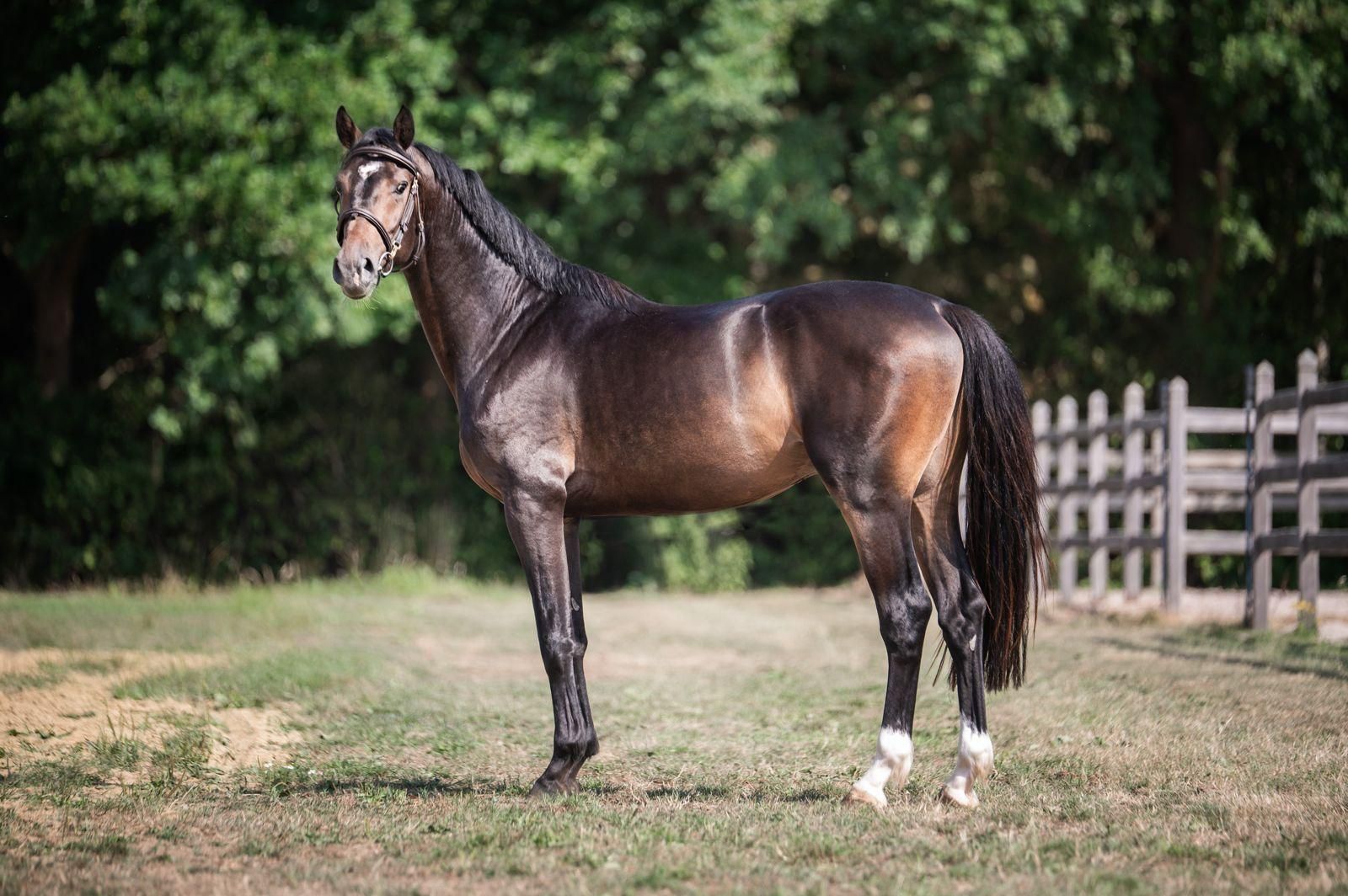 zangersheide springpaard ruin 4 years old donkerbruin for sale - Photo 4