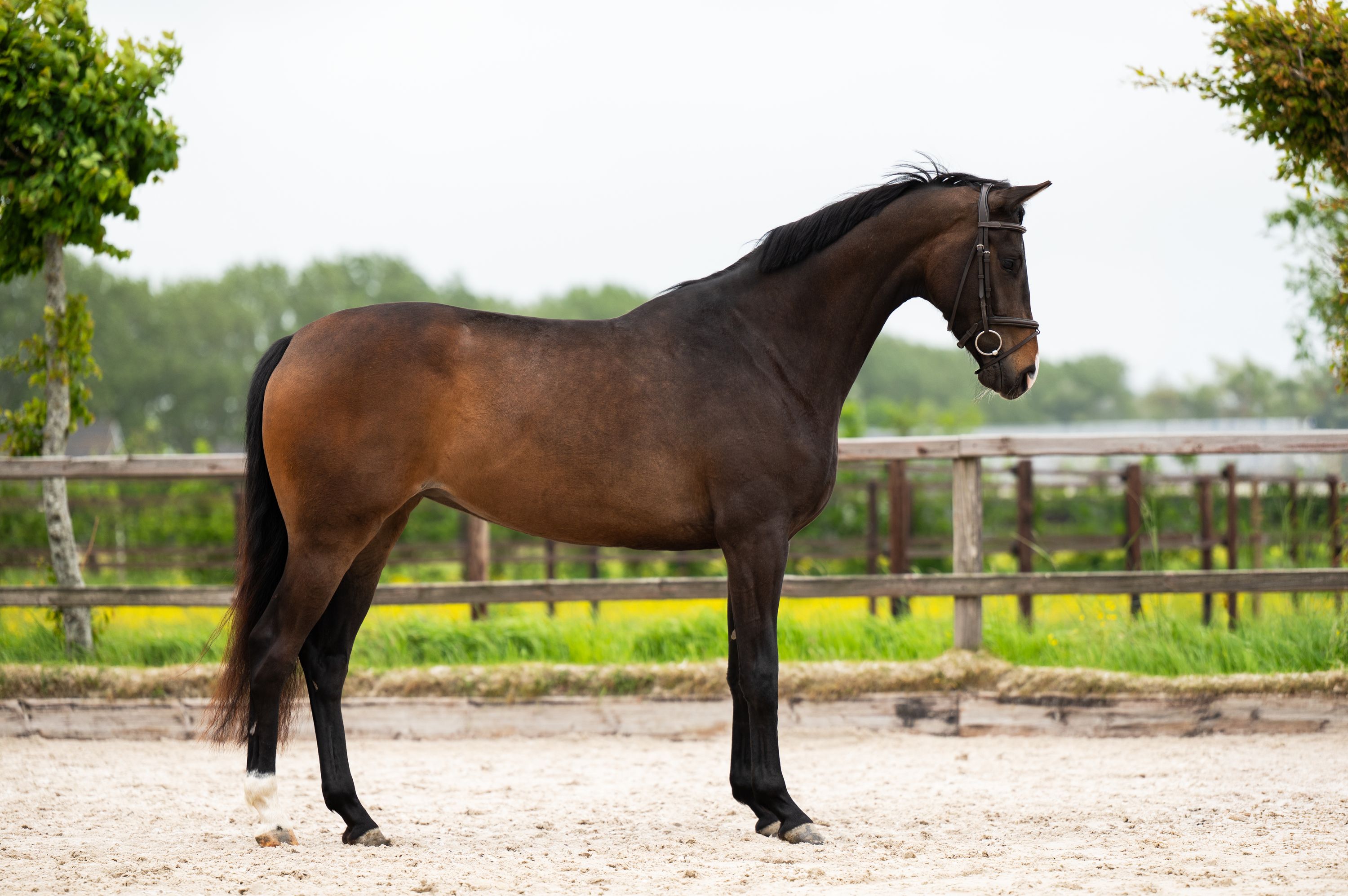 kwpn dressuurpaard merrie 3 jaar bruin te koop - Foto 2