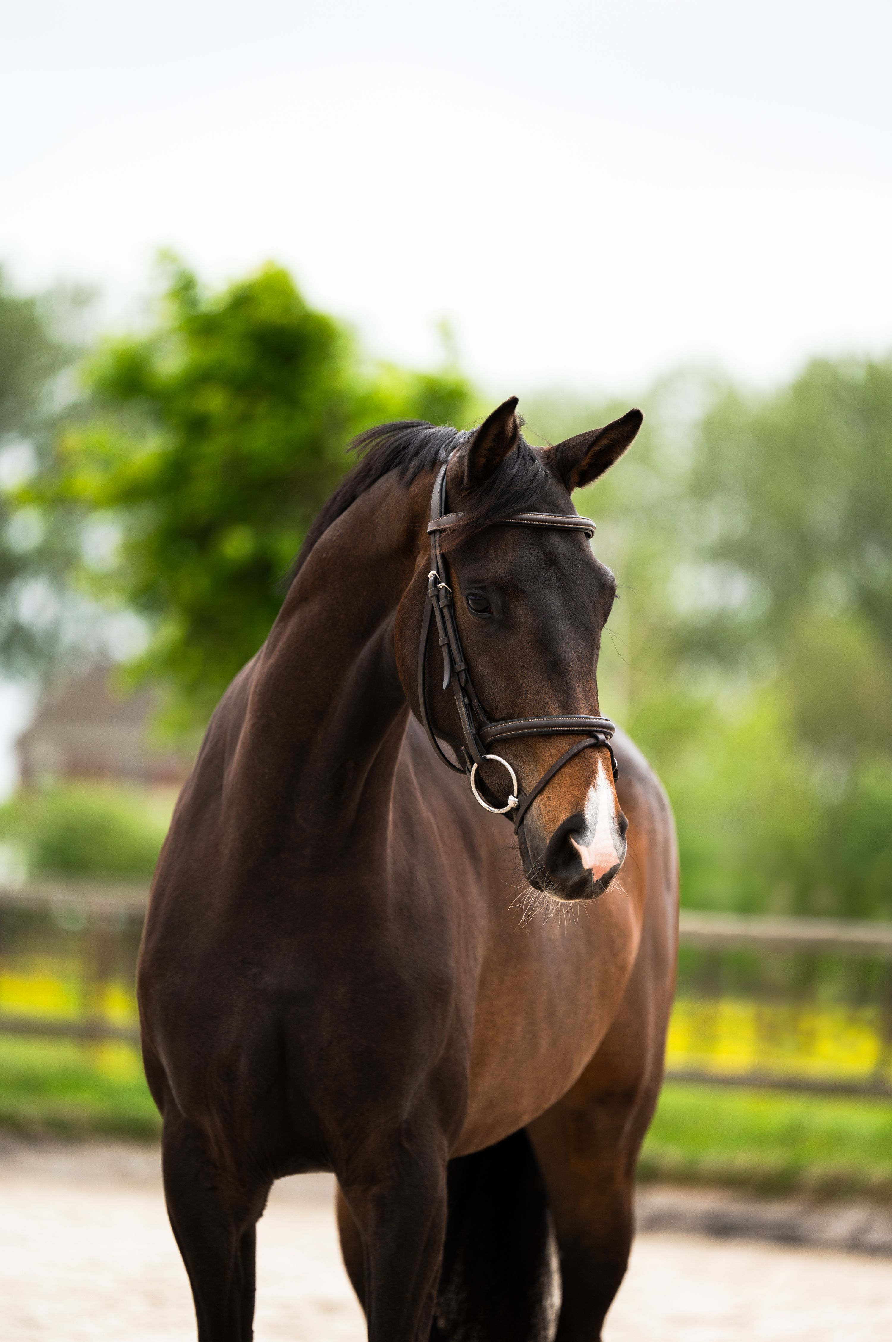 kwpn dressuurpaard merrie 3 jaar bruin te koop - Foto 3