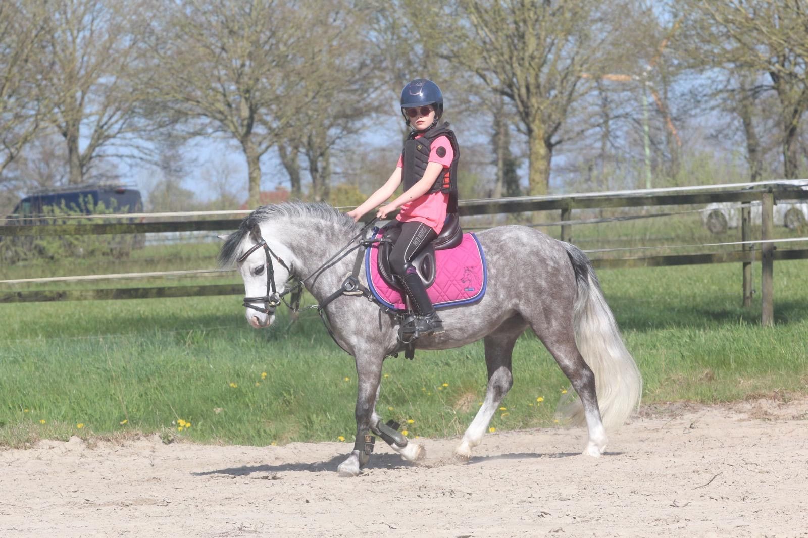 welsh springpony merrie 8 歳 schimmel 売り出し中 - 写真 5