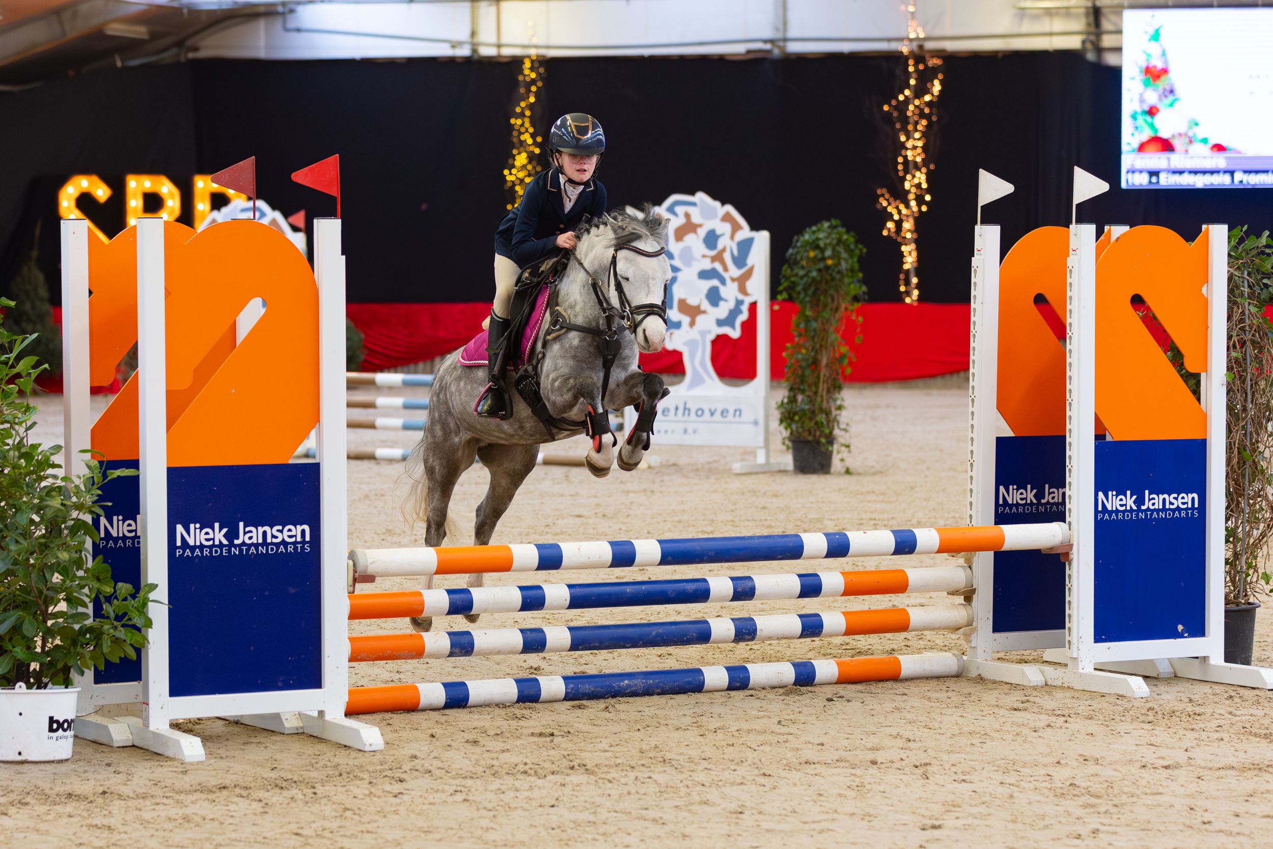 welsh springpony merrie 8 歳 schimmel 売り出し中 - 写真 2