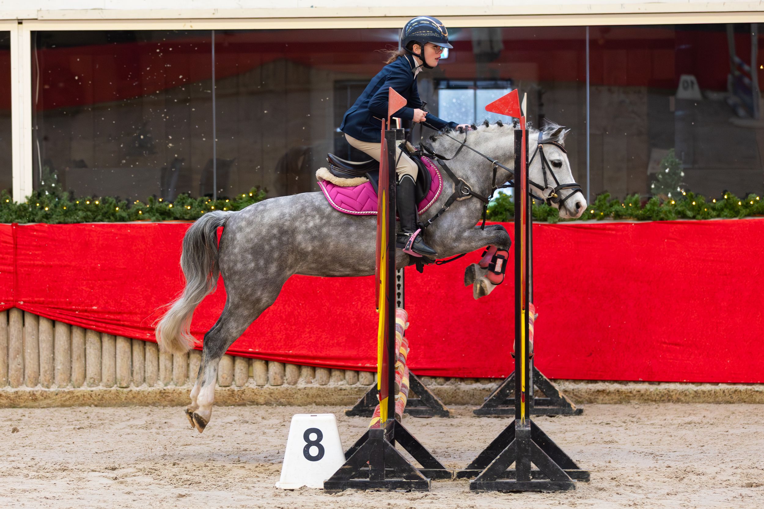 welsh springpony merrie 8 歳 schimmel 売り出し中 - 写真 3