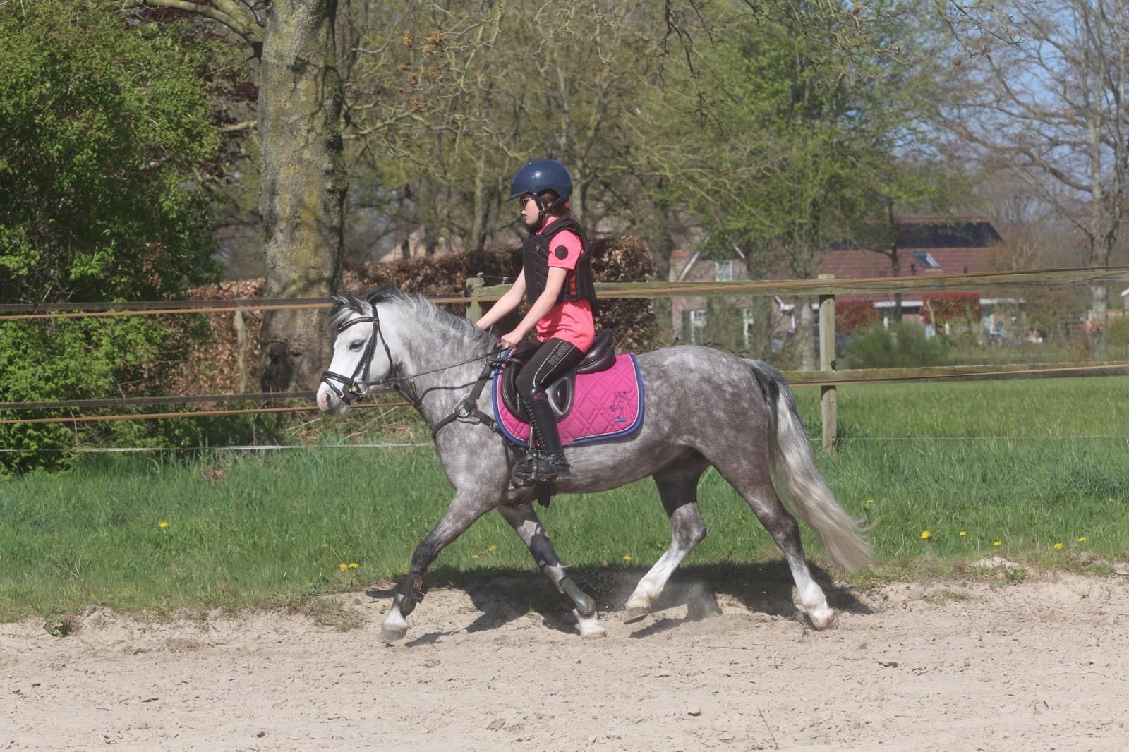 welsh springpony merrie 8 歳 schimmel 売り出し中 - 写真 4