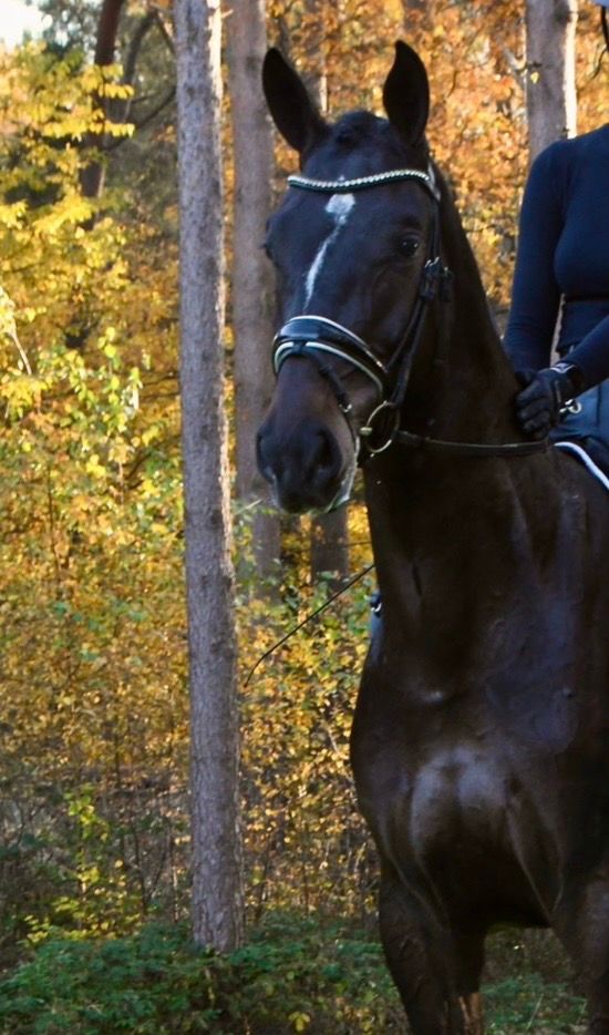 kwpn dressuurpaard ruin 4 jaar donkerbruin te koop - Foto 2