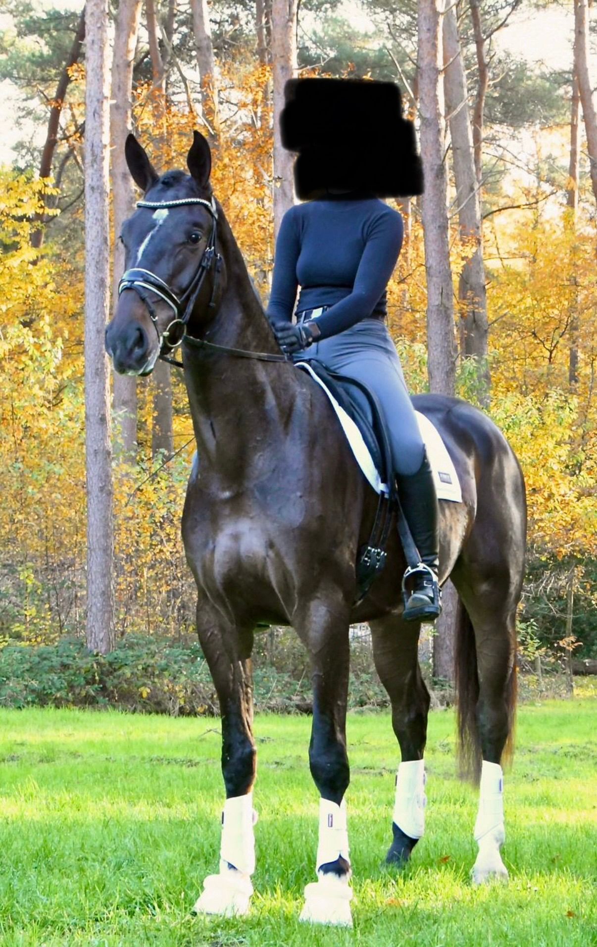kwpn dressuurpaard ruin 4 jaar donkerbruin te koop - Foto 4