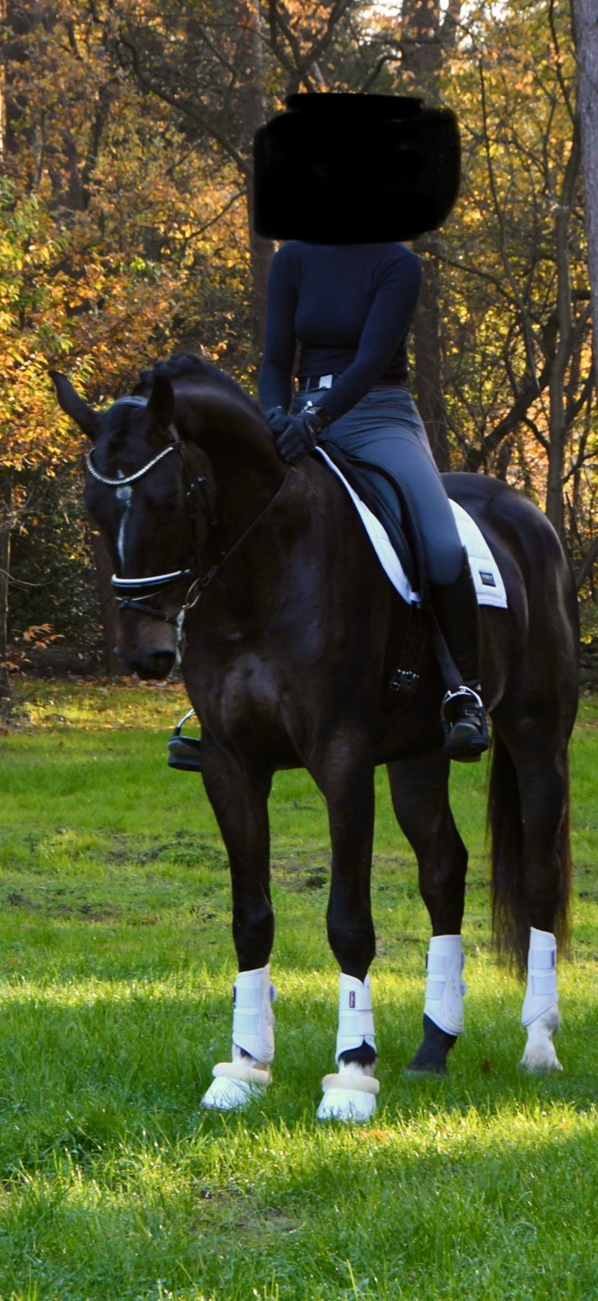 kwpn dressuurpaard ruin 4 jaar donkerbruin te koop - Foto 5