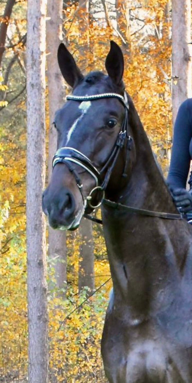 kwpn dressuurpaard ruin 4 jaar donkerbruin te koop - Foto 3