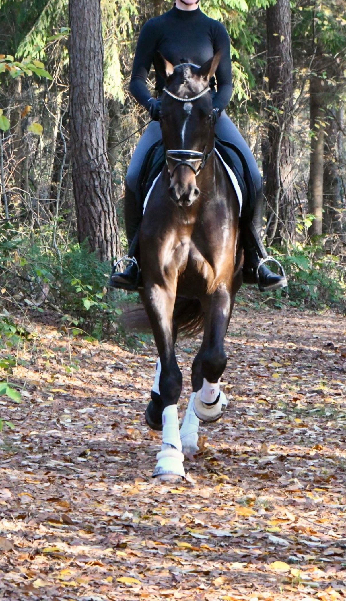 kwpn dressuurpaard ruin 4 jaar donkerbruin te koop - Foto 6