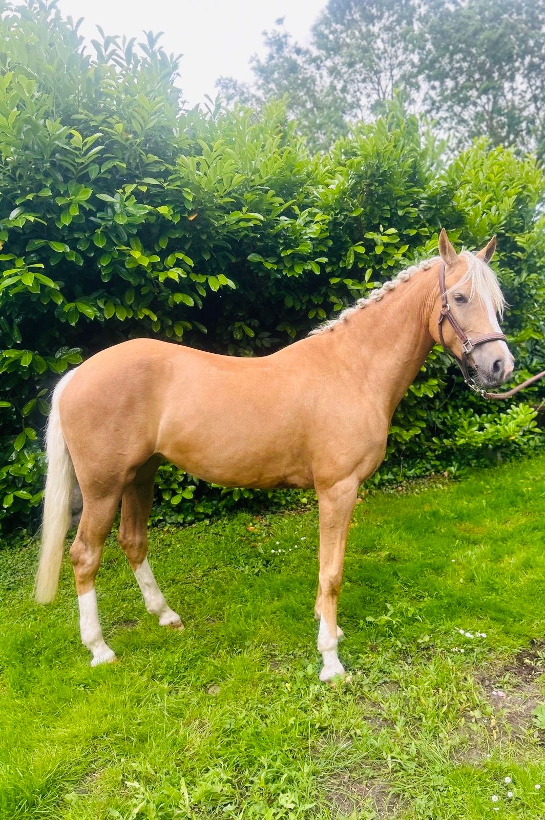 welsh allround-pony merrie 7 år palomino till salu - Foto 4