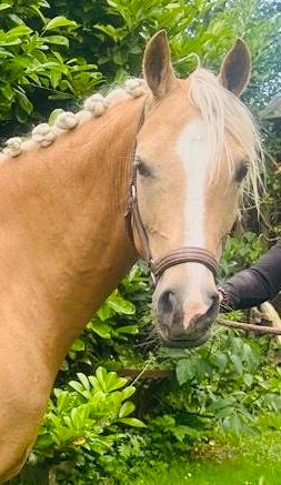 welsh allround-pony merrie 7 år palomino till salu - Foto 6