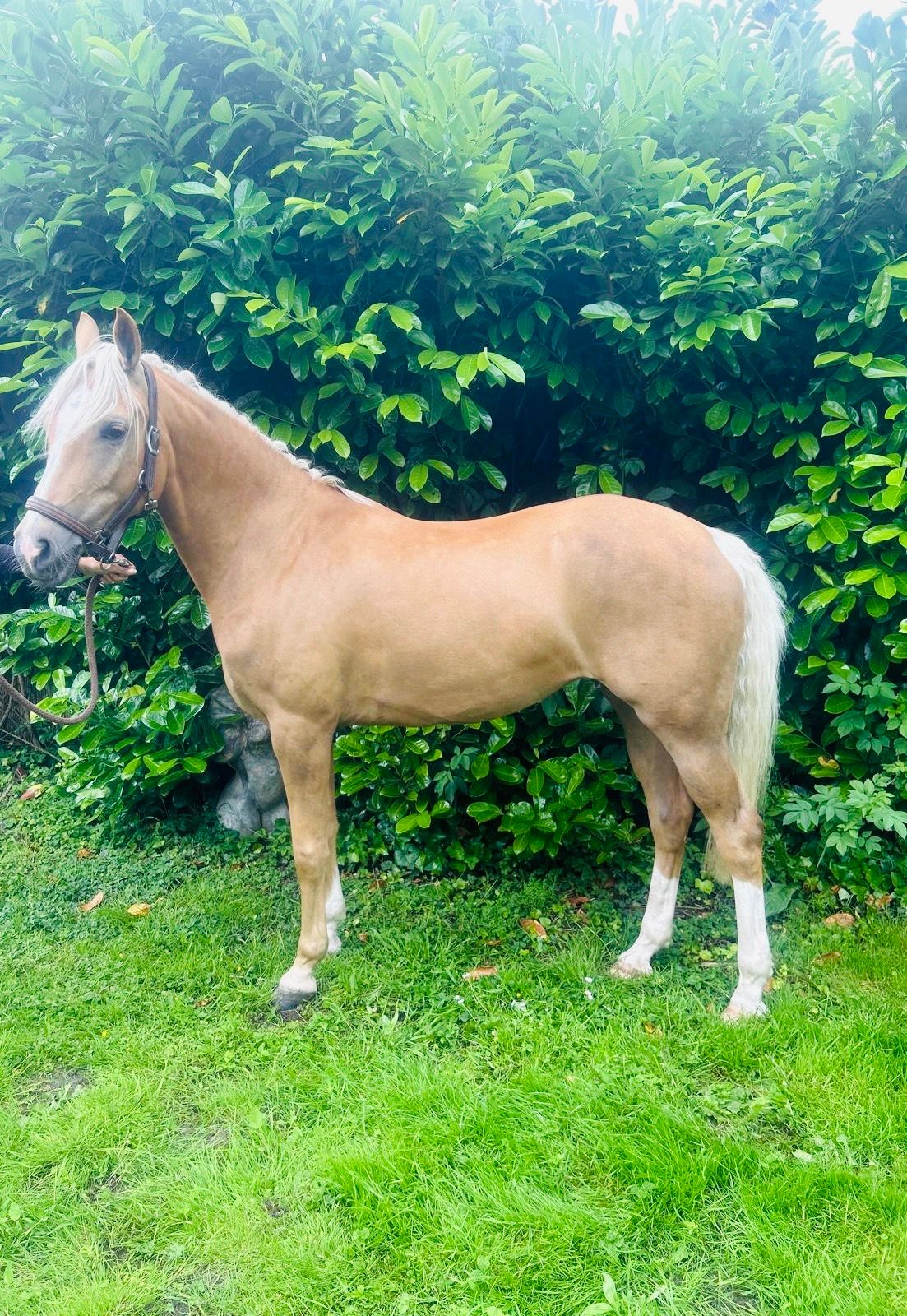 welsh allround-pony merrie 7 år palomino till salu - Foto 5