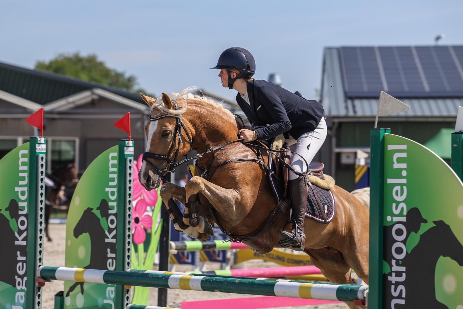 welsh allround-pony merrie 7 år palomino till salu - Foto 2