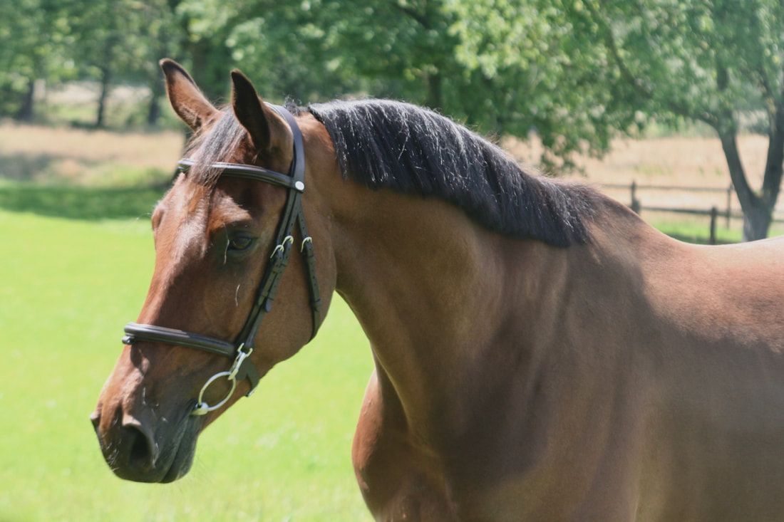 bwp springpaard ruin 6 years old donkerbruin for sale - Photo 3