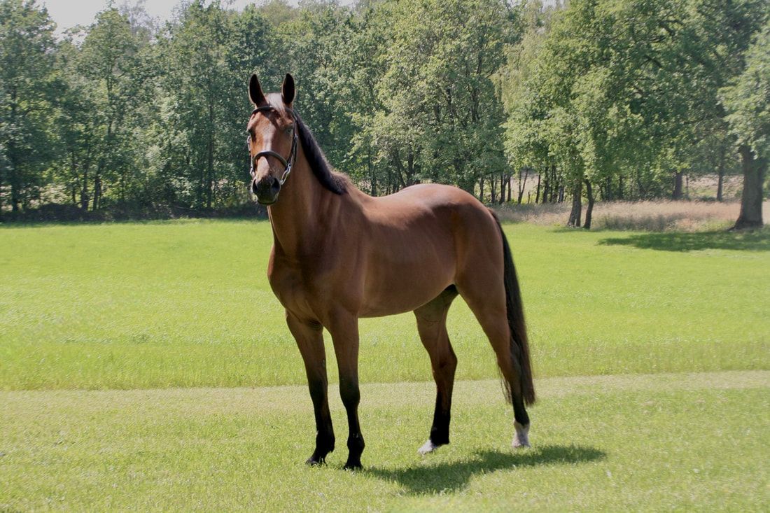 bwp springpaard ruin 6 years old donkerbruin for sale - Photo 2