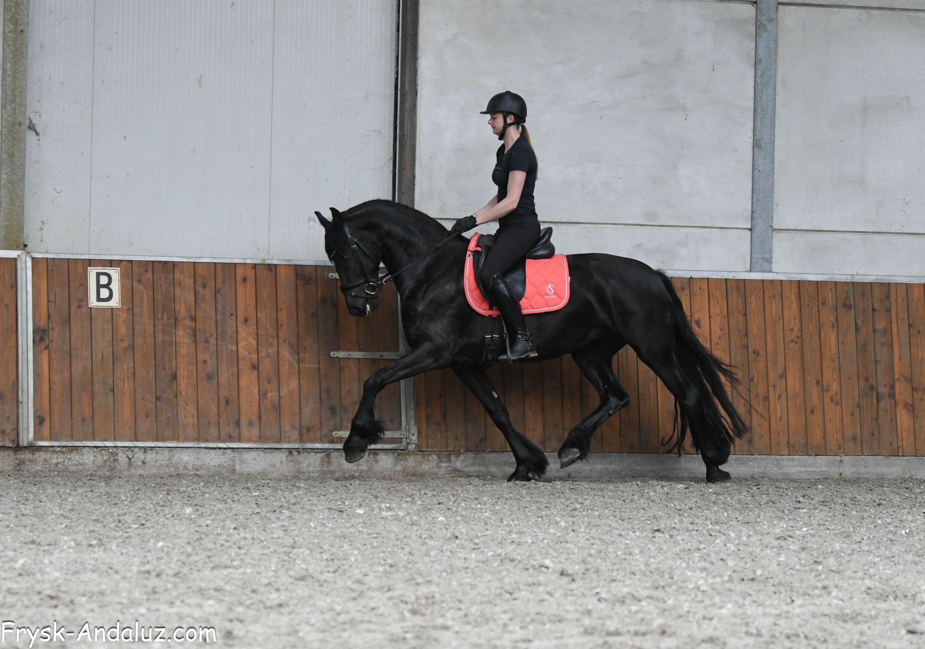 allround-fries merrie 5 years old zwart for sale - Photo 5
