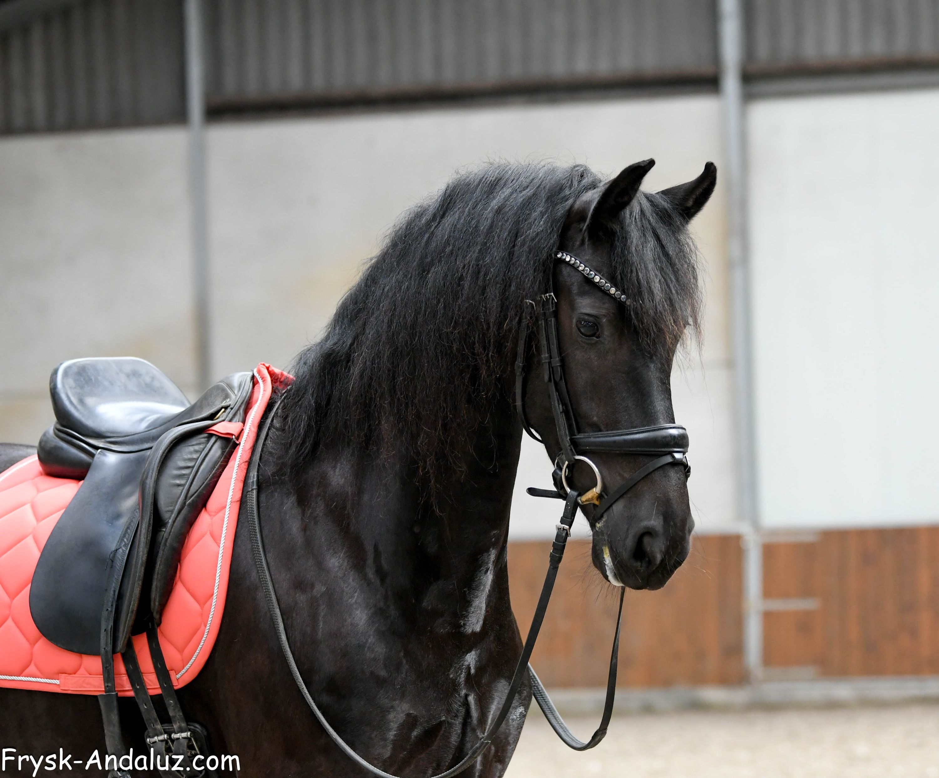 allround-fries merrie 5 years old zwart for sale - Photo 3