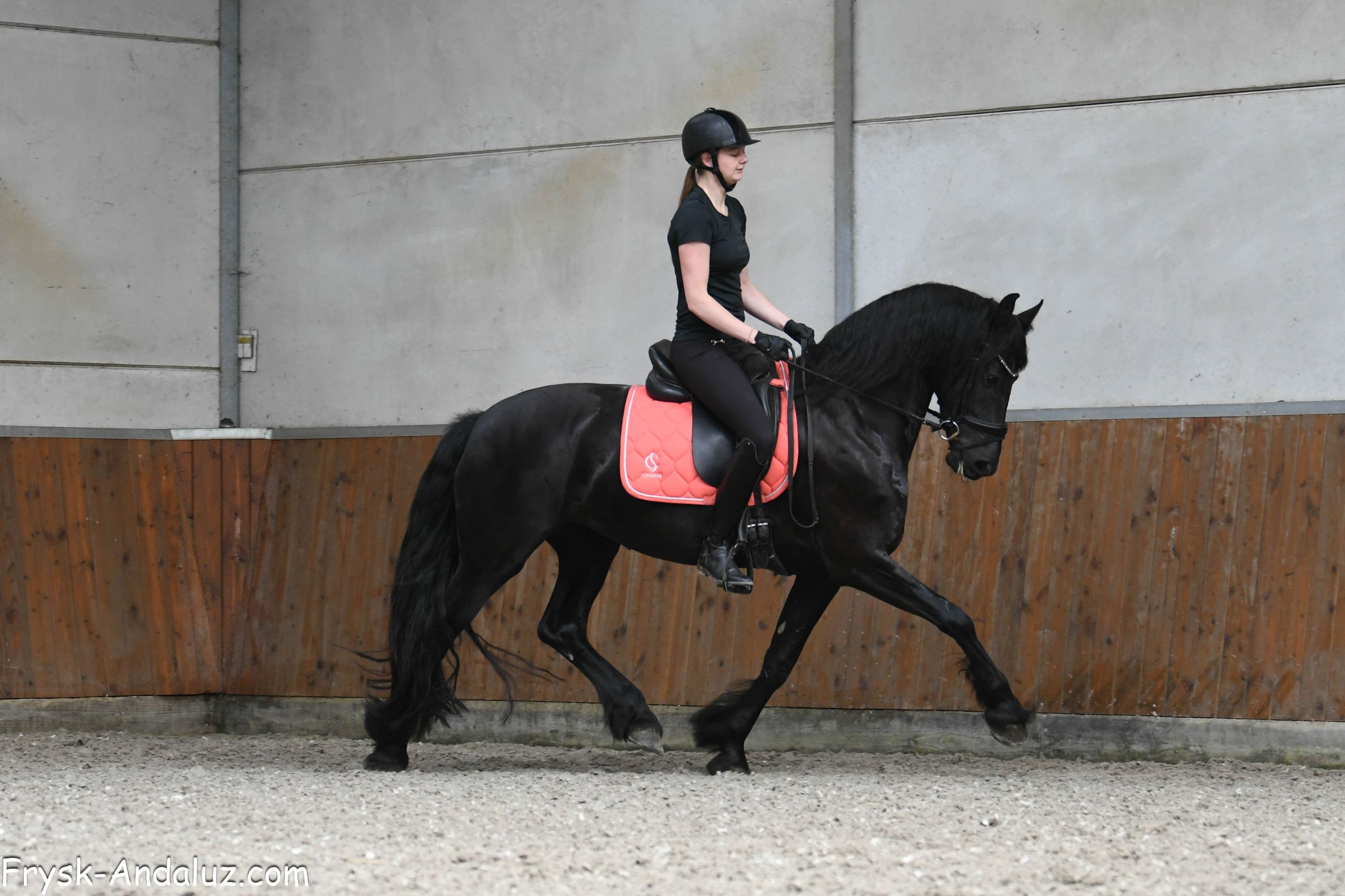 Sweet Friesian mare (Lieve friese merrie)