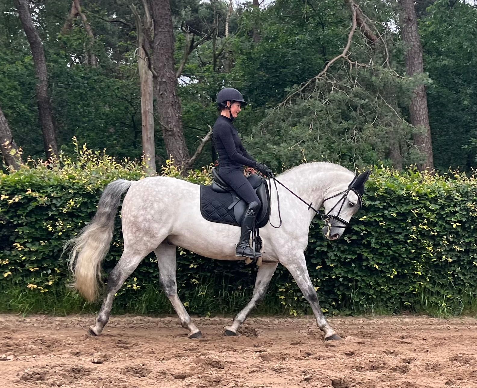 pre dressuurpaard ruin 9 years old schimmel for sale - Photo 5