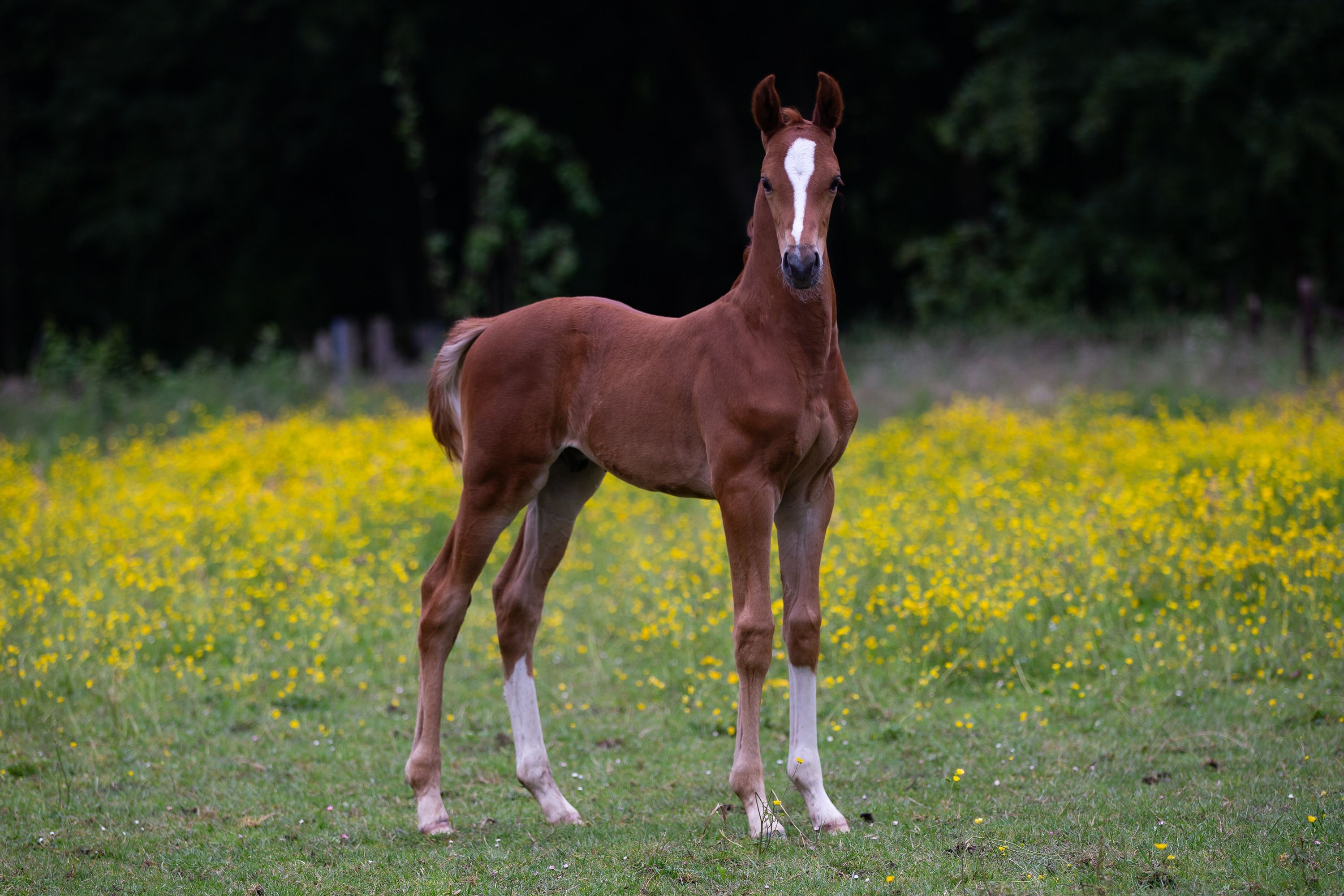 kwpn dressuurpaard hengst 0 years old vos for sale - Photo 2