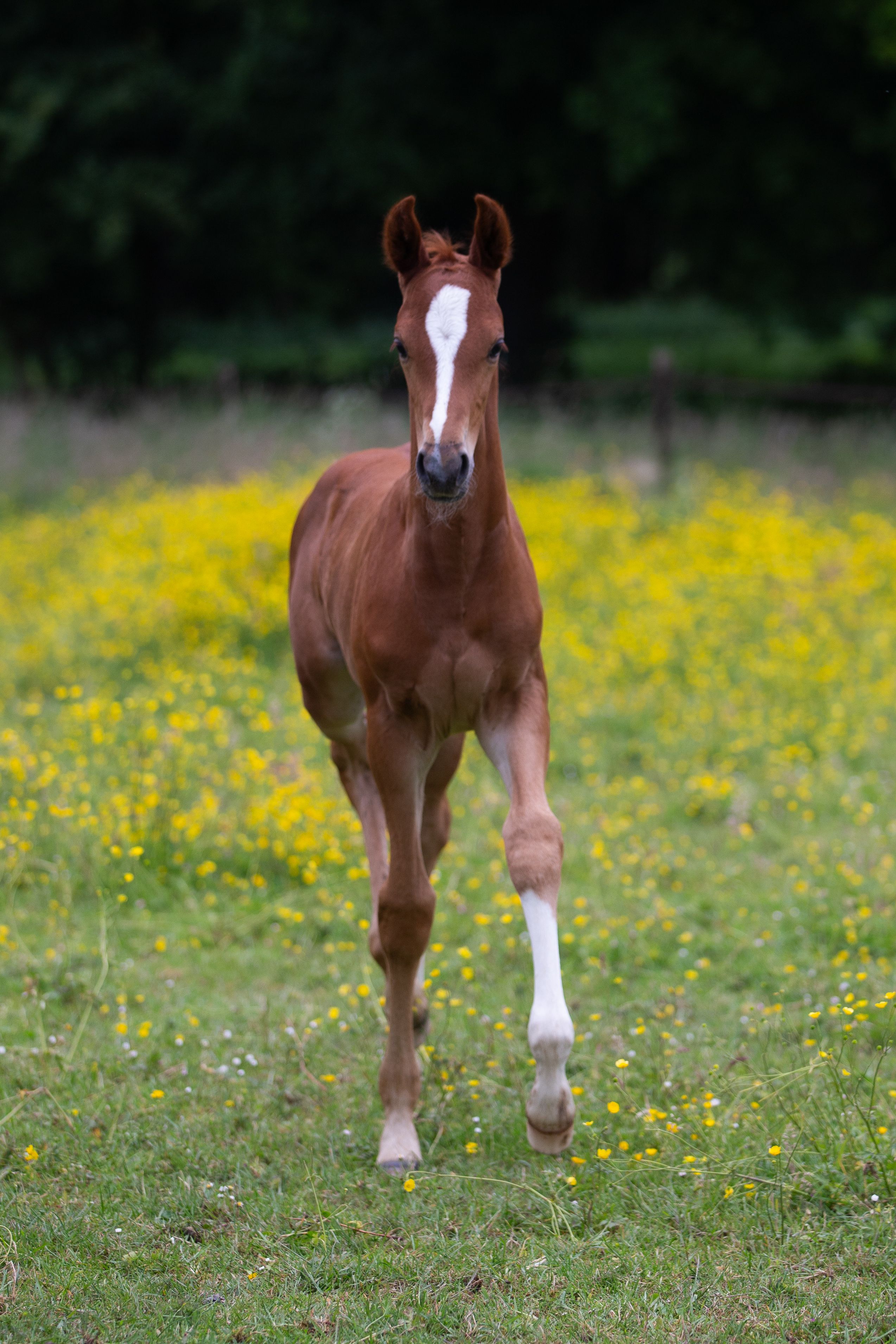 kwpn dressuurpaard hengst 0 years old vos for sale - Photo 4