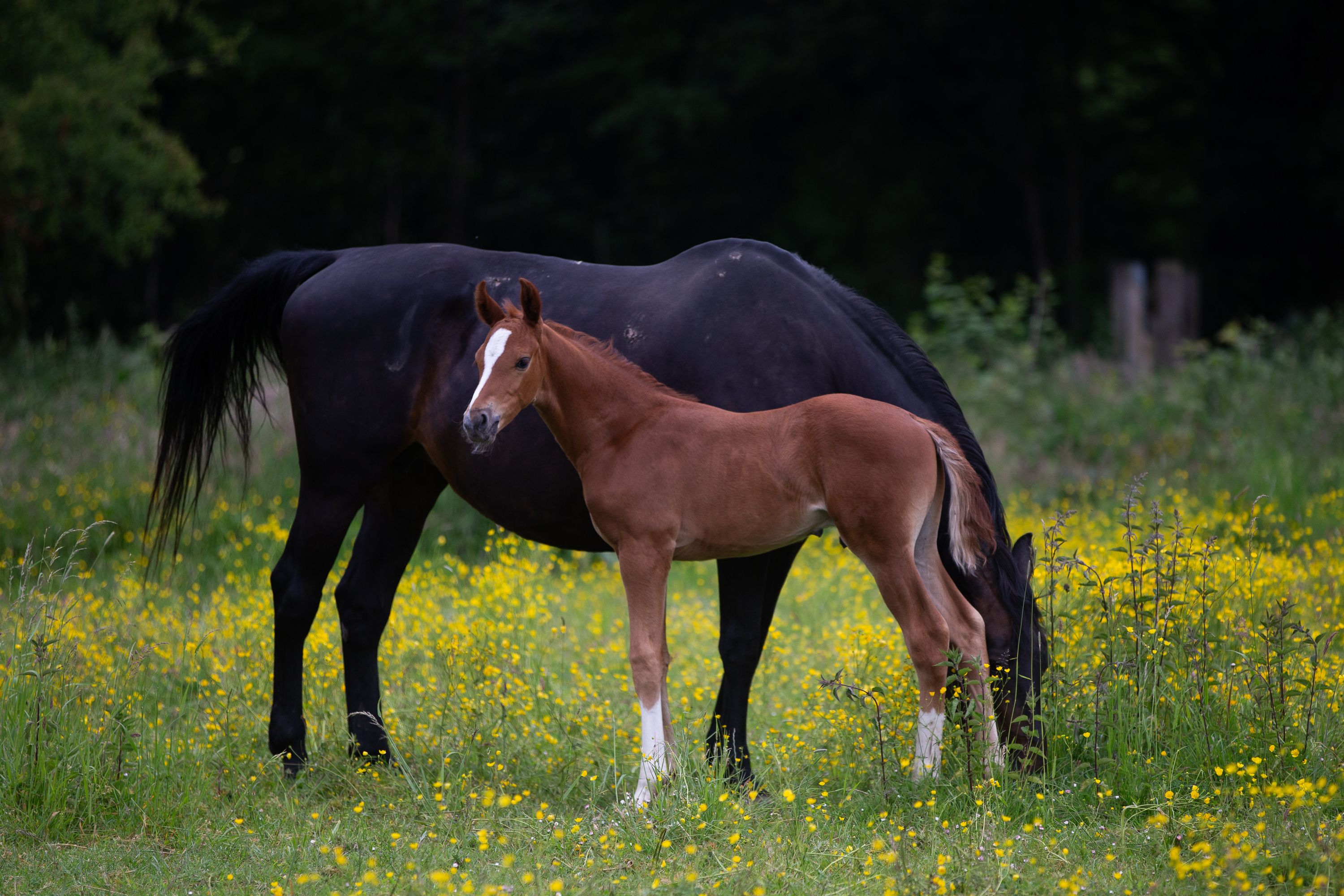 kwpn dressuurpaard hengst 0 years old vos for sale - Photo 3