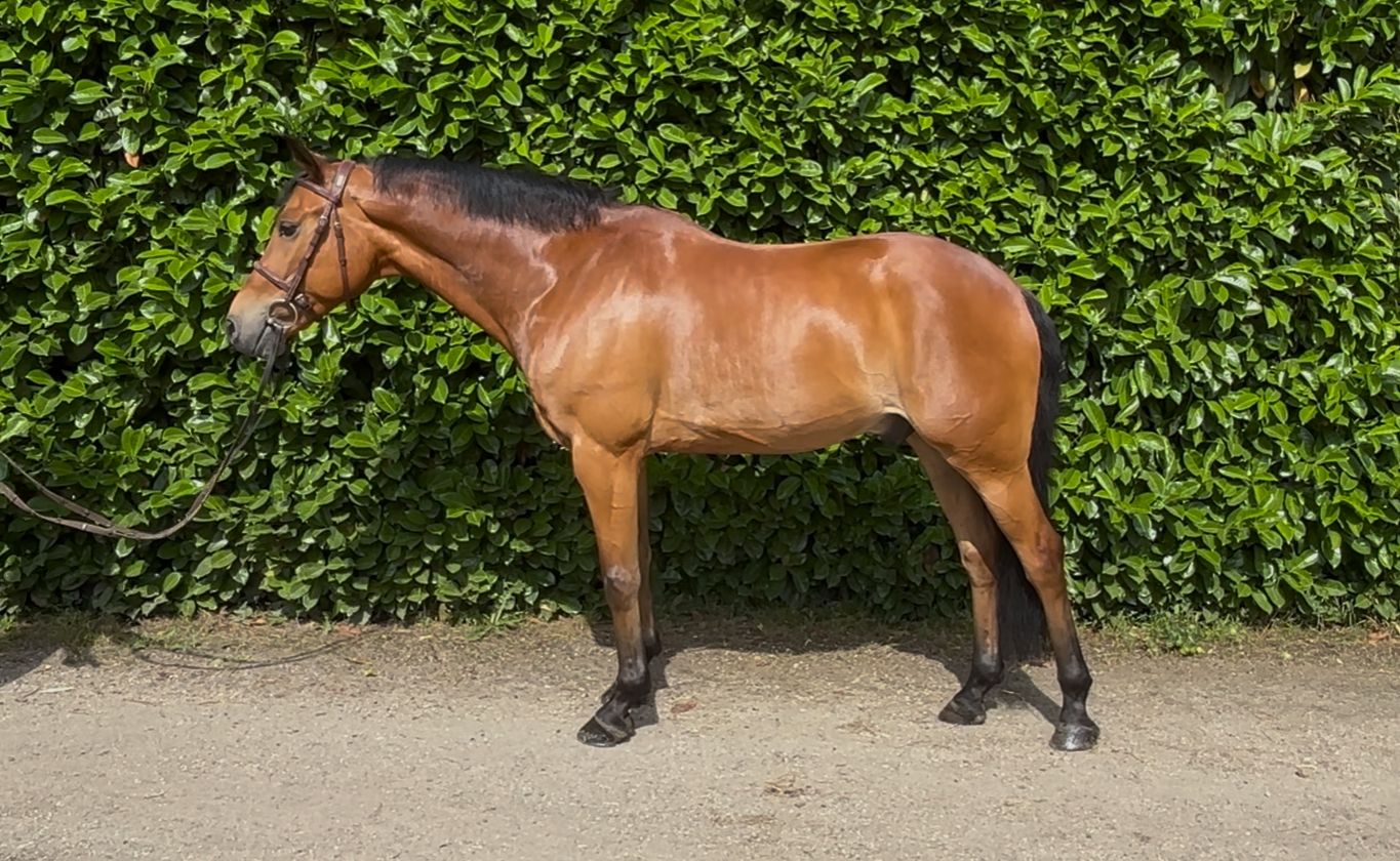 Nice sport pony