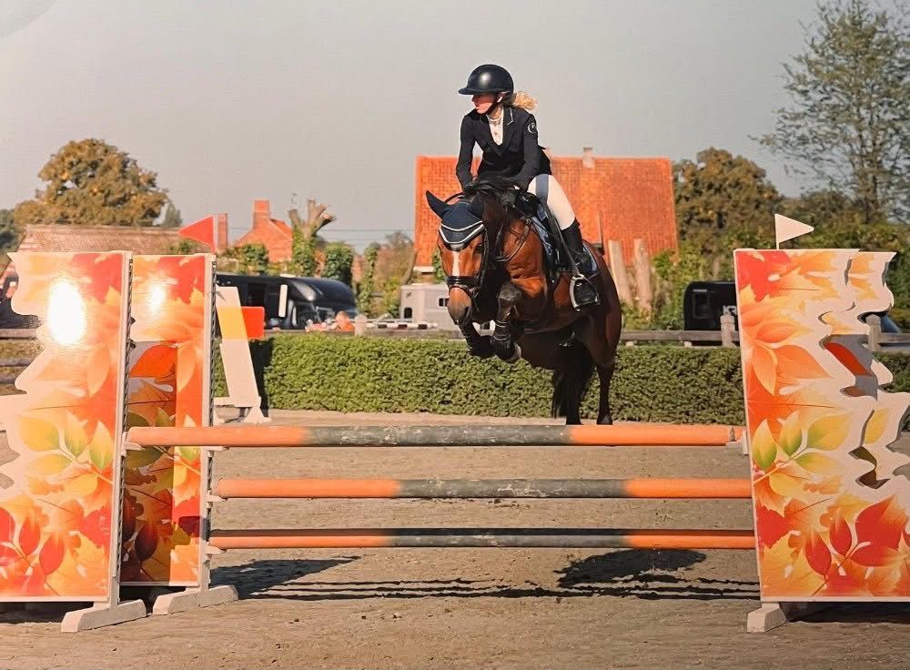 new-forest springpony ruin 8 years old bruin for sale - Photo 2