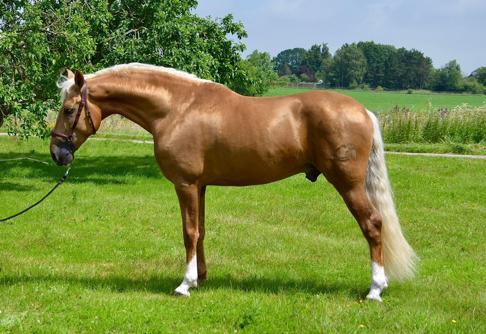 Garanhão PRE de Ouro (Palomino)