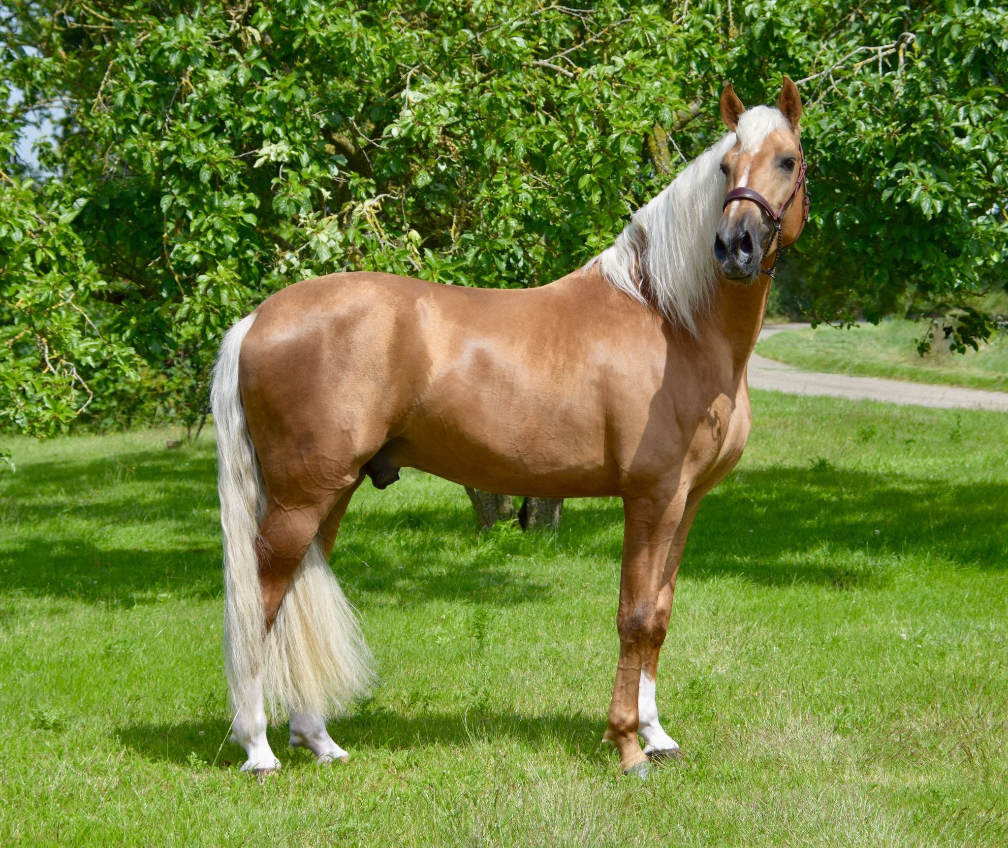 pre dressuurpaard hengst 5 years old palomino for sale - Photo 3