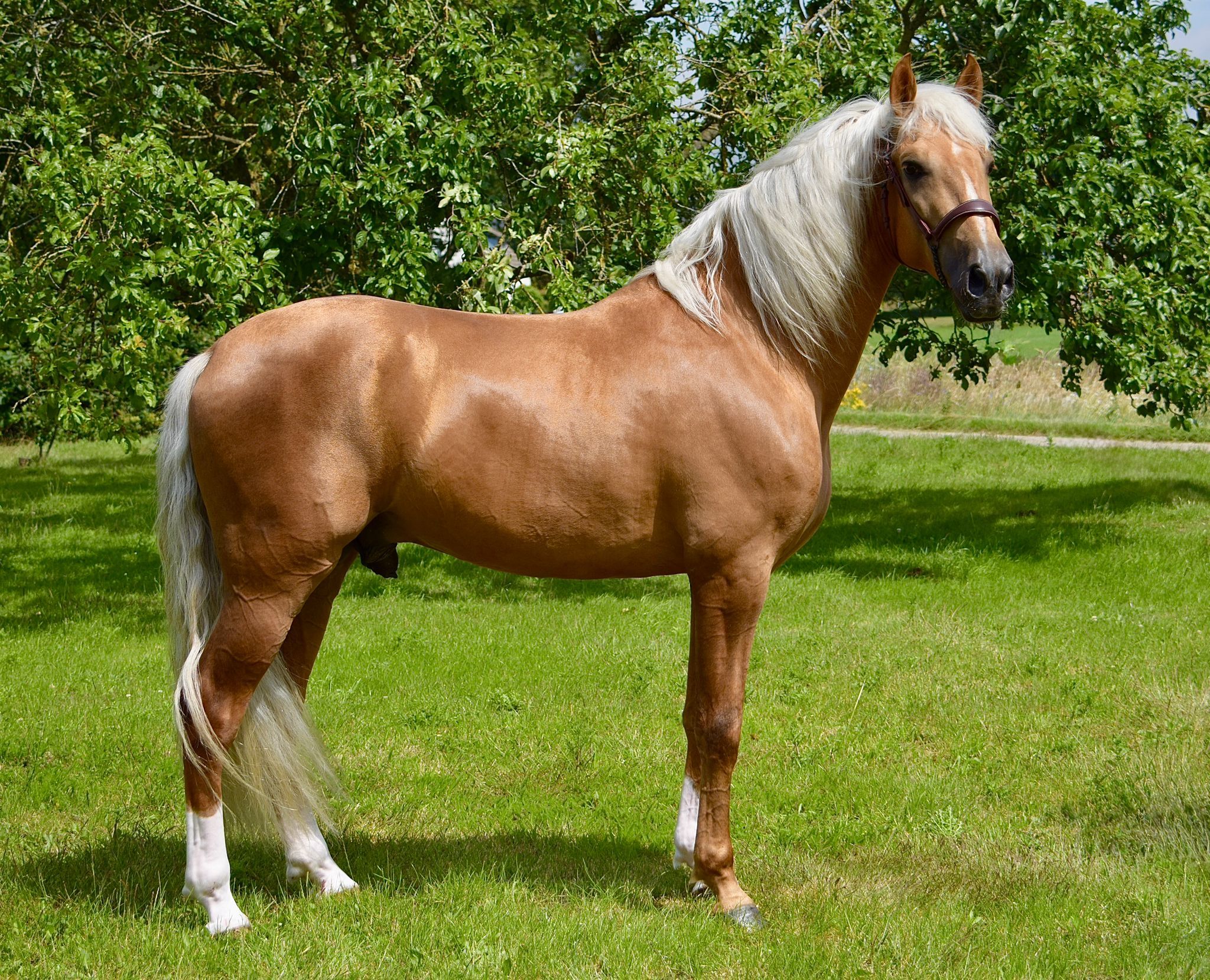 pre dressuurpaard hengst 5 years old palomino for sale - Photo 2