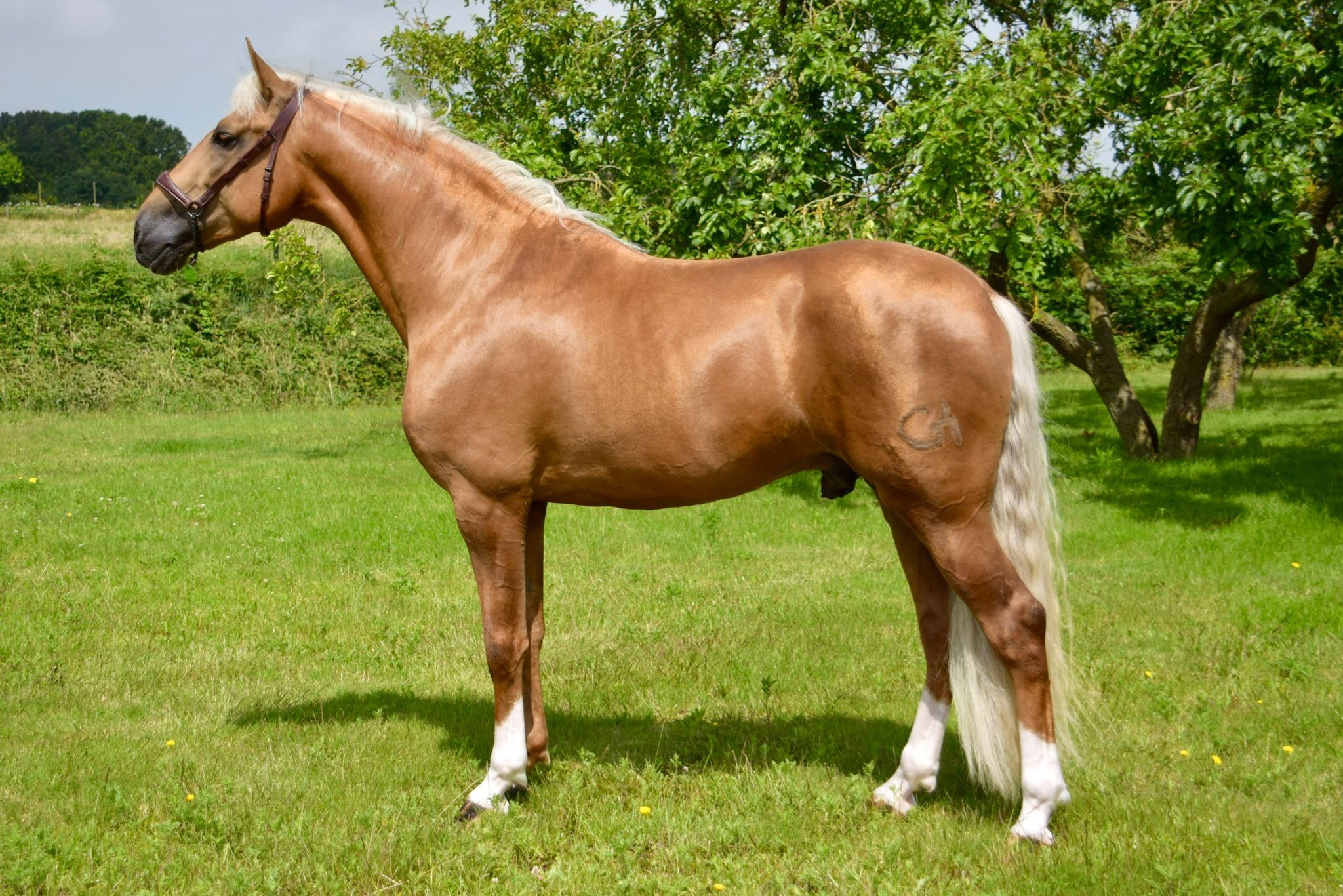 pre dressuurpaard hengst 5 years old palomino for sale - Photo 4