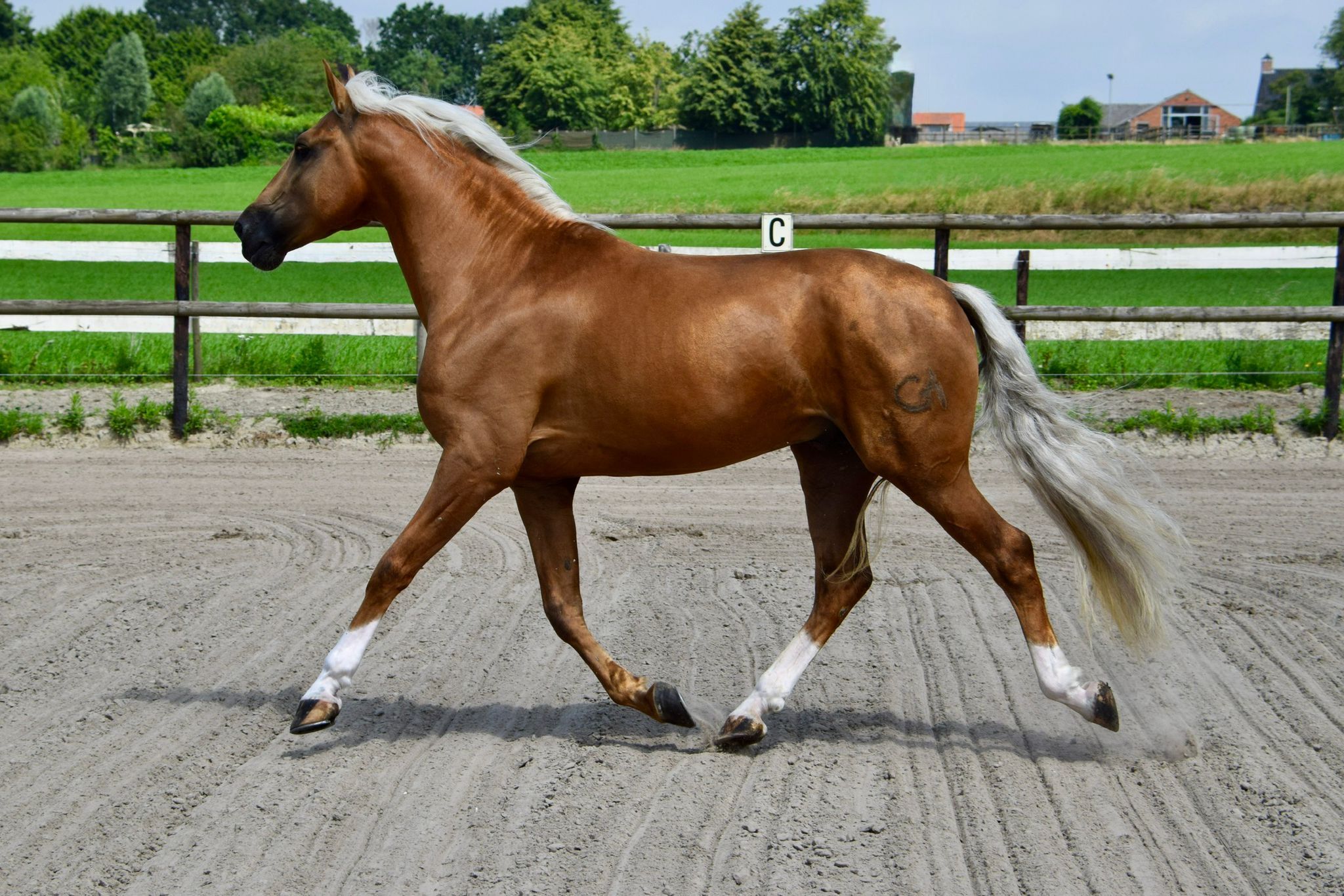 pre dressuurpaard hengst 5 years old palomino for sale - Photo 6