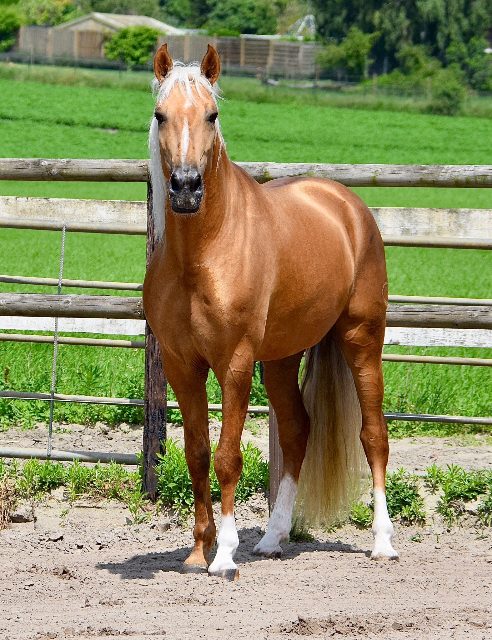 pre dressuurpaard hengst 5 years old palomino for sale - Photo 5